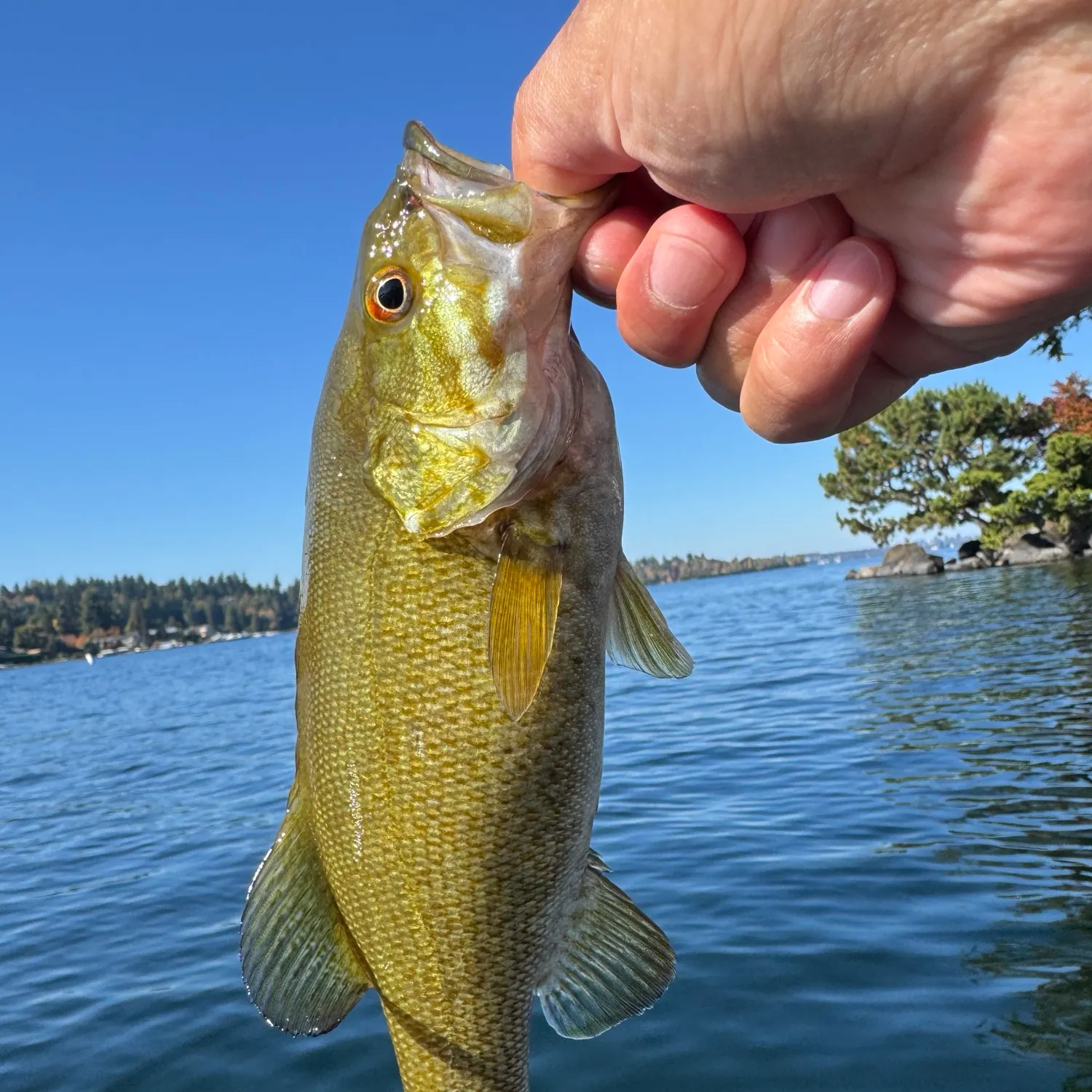 Smallmouth bass caught on Fishbrain