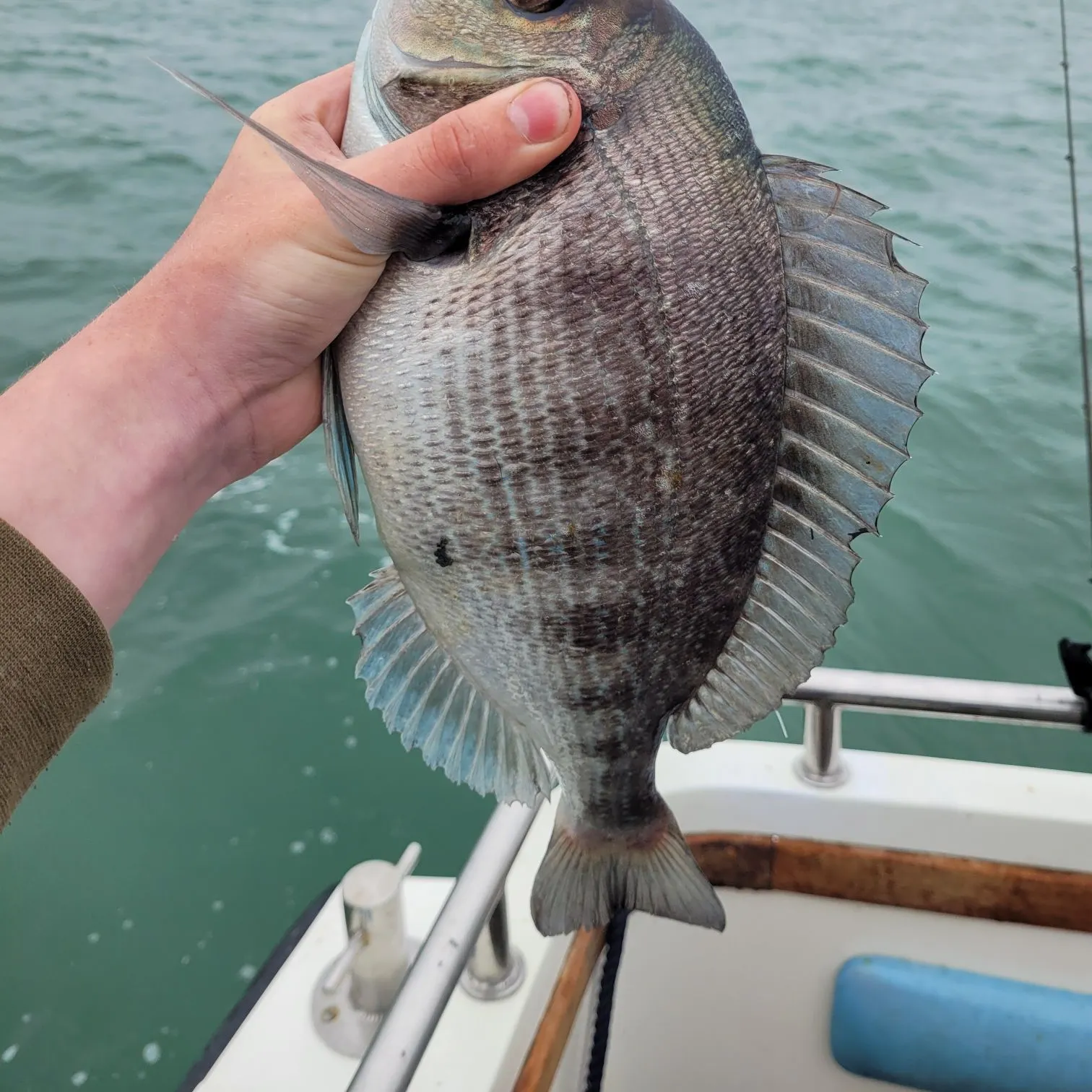 The most recent Black seabream catches on Fishbrain