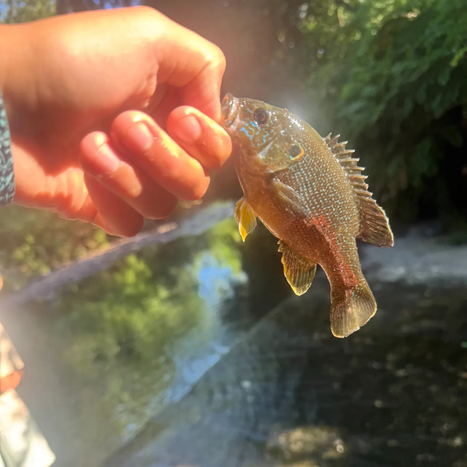 Bluegill caught on Fishbrain