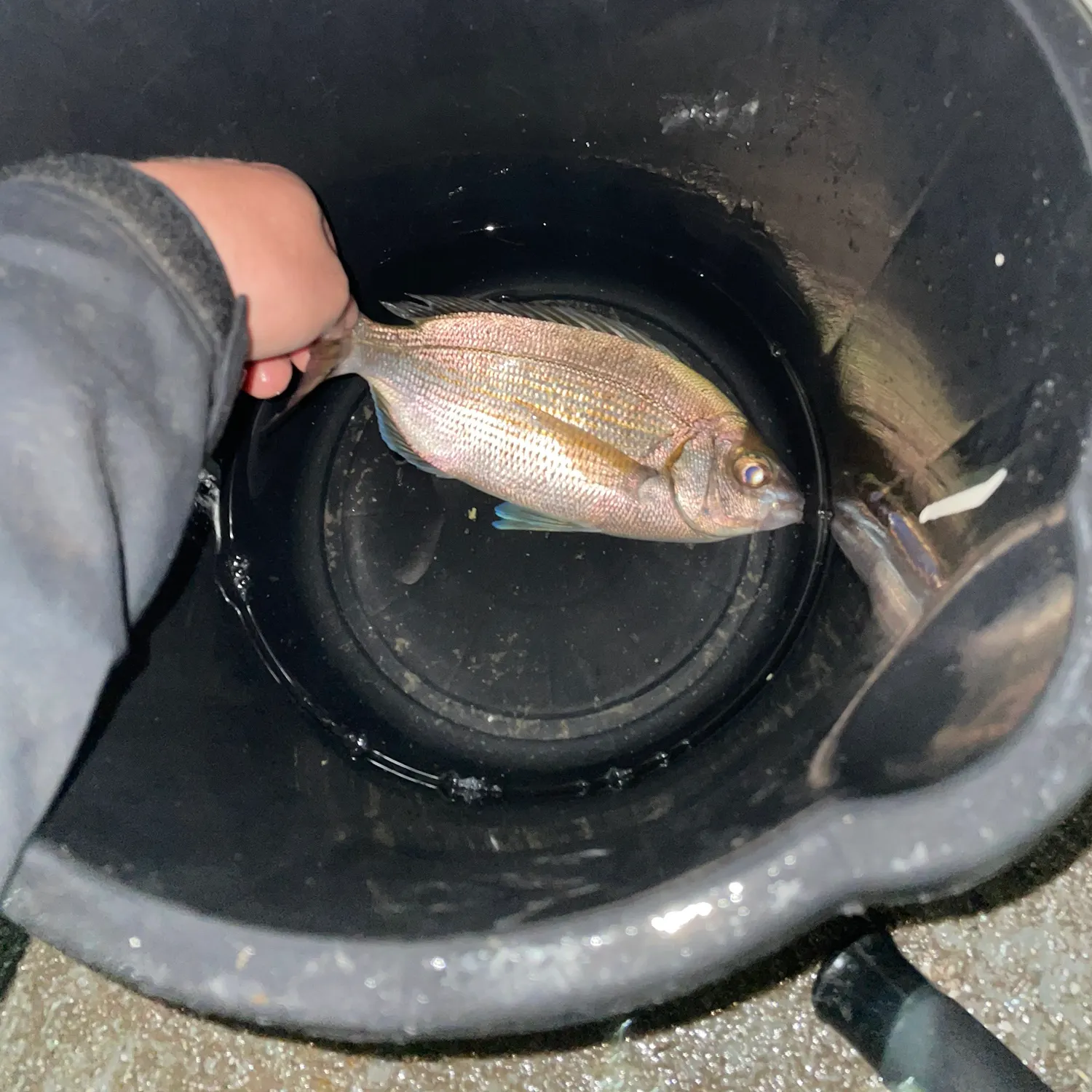 The most recent Black seabream catches on Fishbrain
