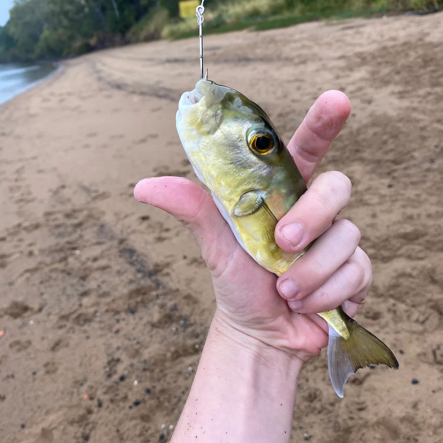 The most recent Half-smooth golden pufferfish catches on Fishbrain