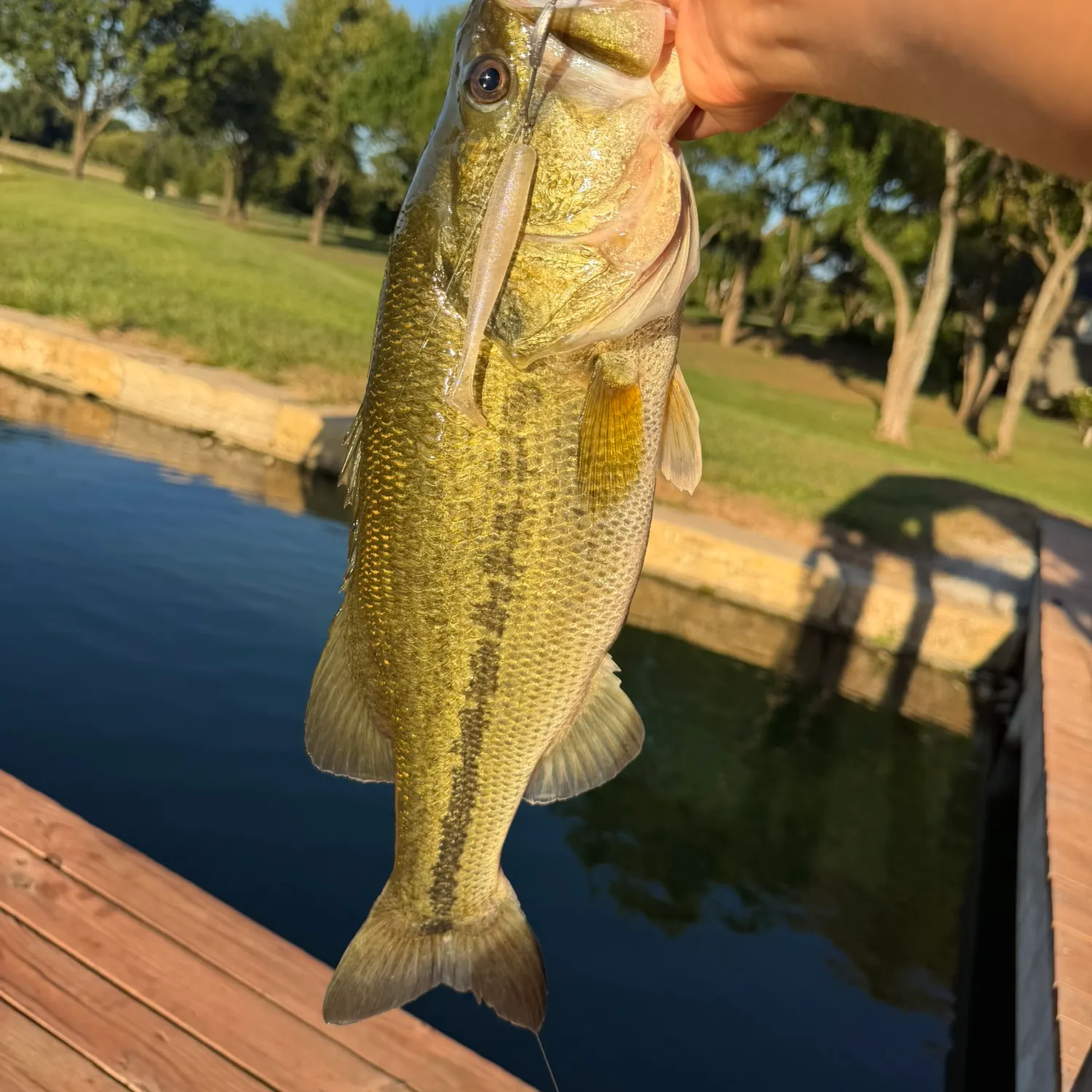 Largemouth bass caught on Fishbrain