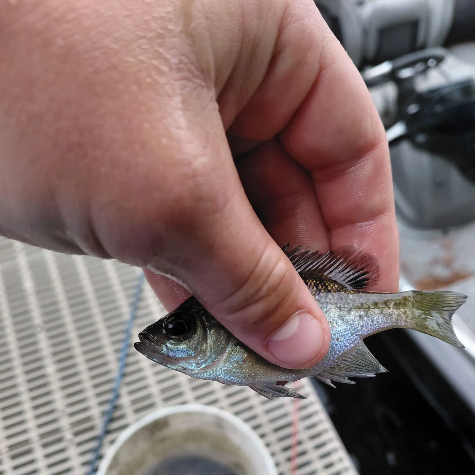 The most recent Flier catches on Fishbrain