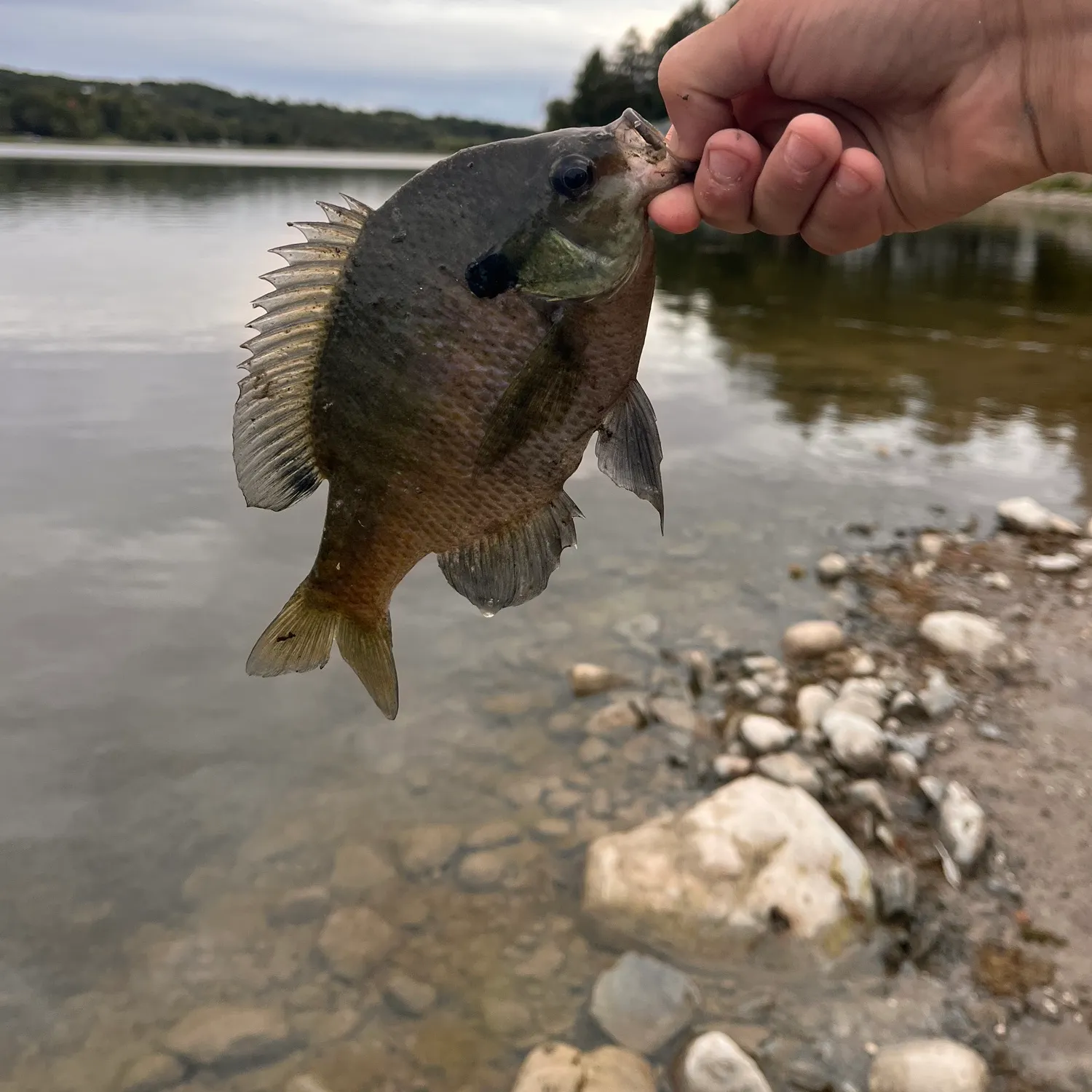 Bluegill caught on Fishbrain