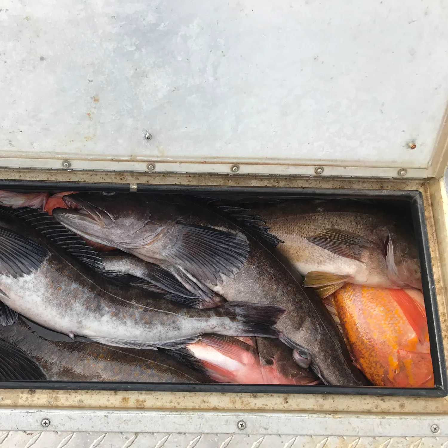 angler catch