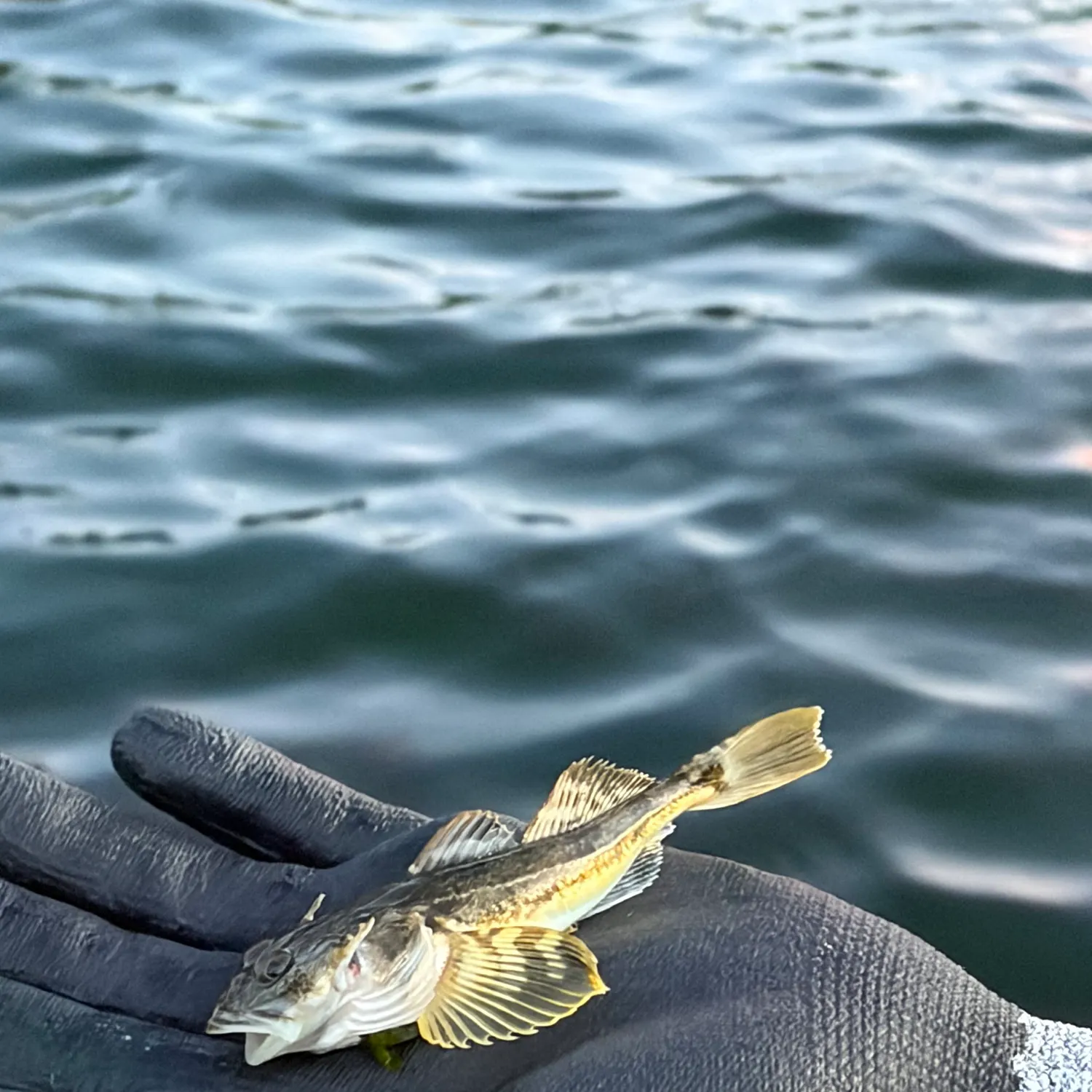 The most recent Shorthorn sculpin catches on Fishbrain