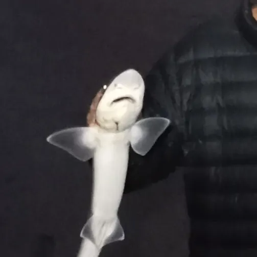 The most recent Gummy shark catches on Fishbrain
