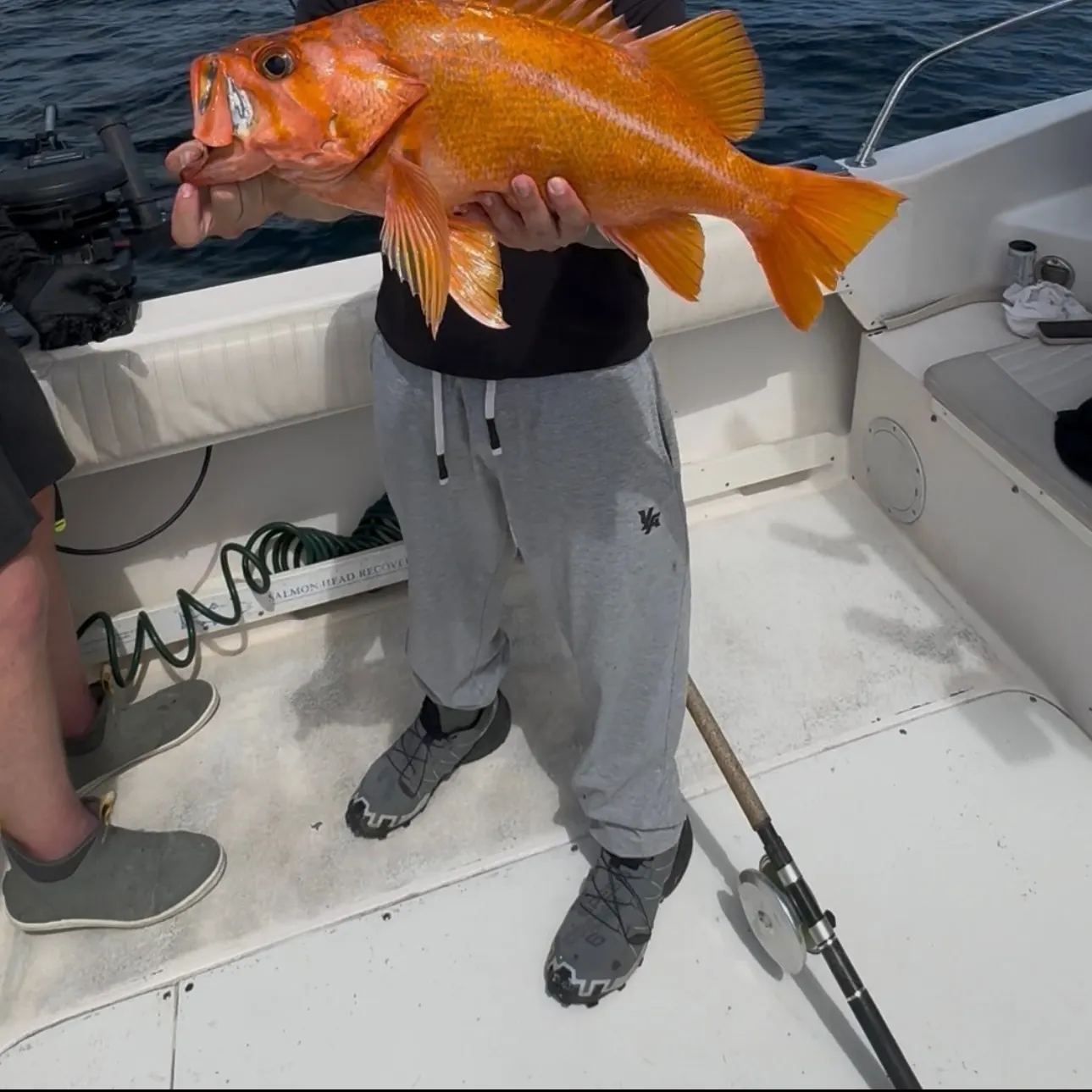 The most recent Canary rockfish catches on Fishbrain