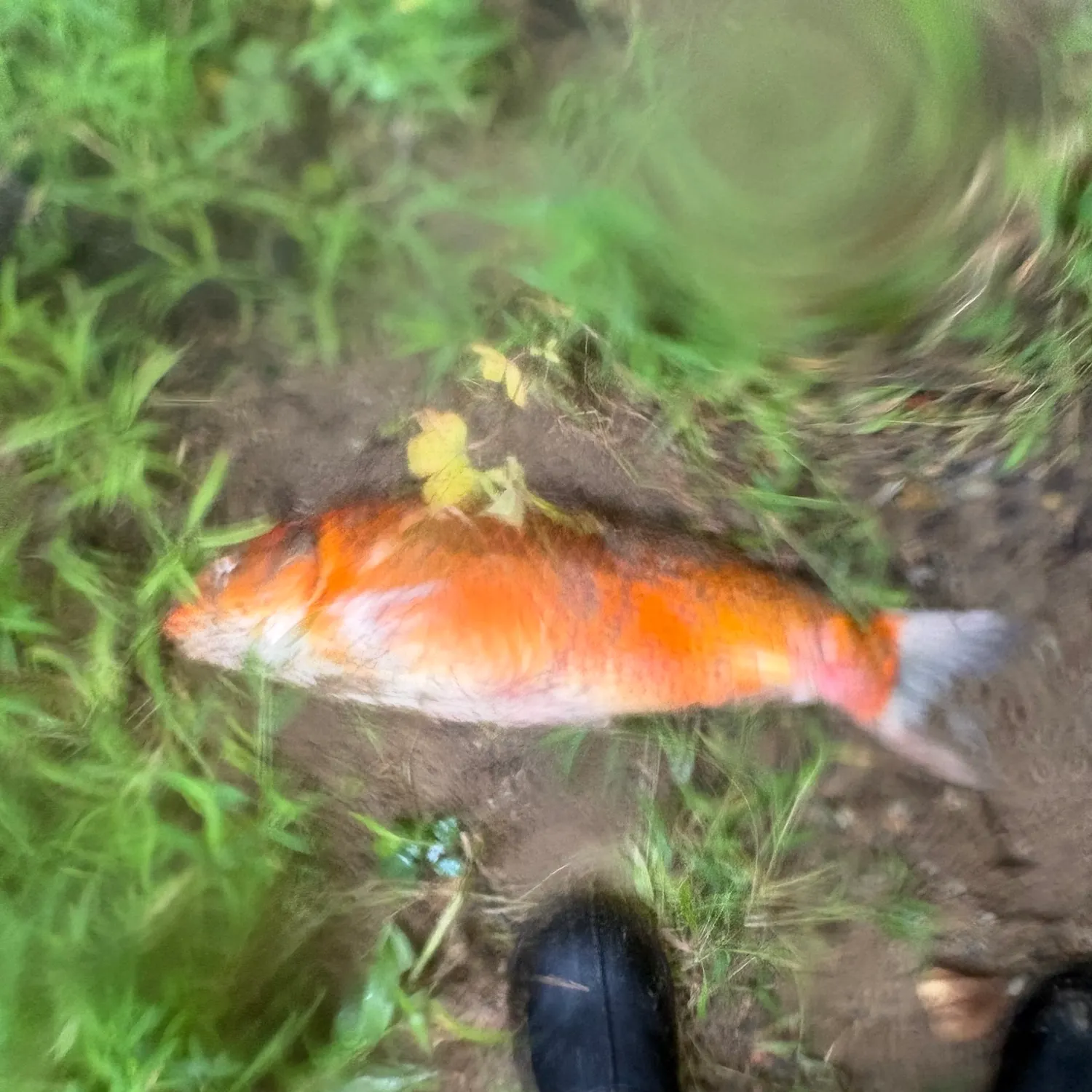 Koi x common carp caught on Fishbrain