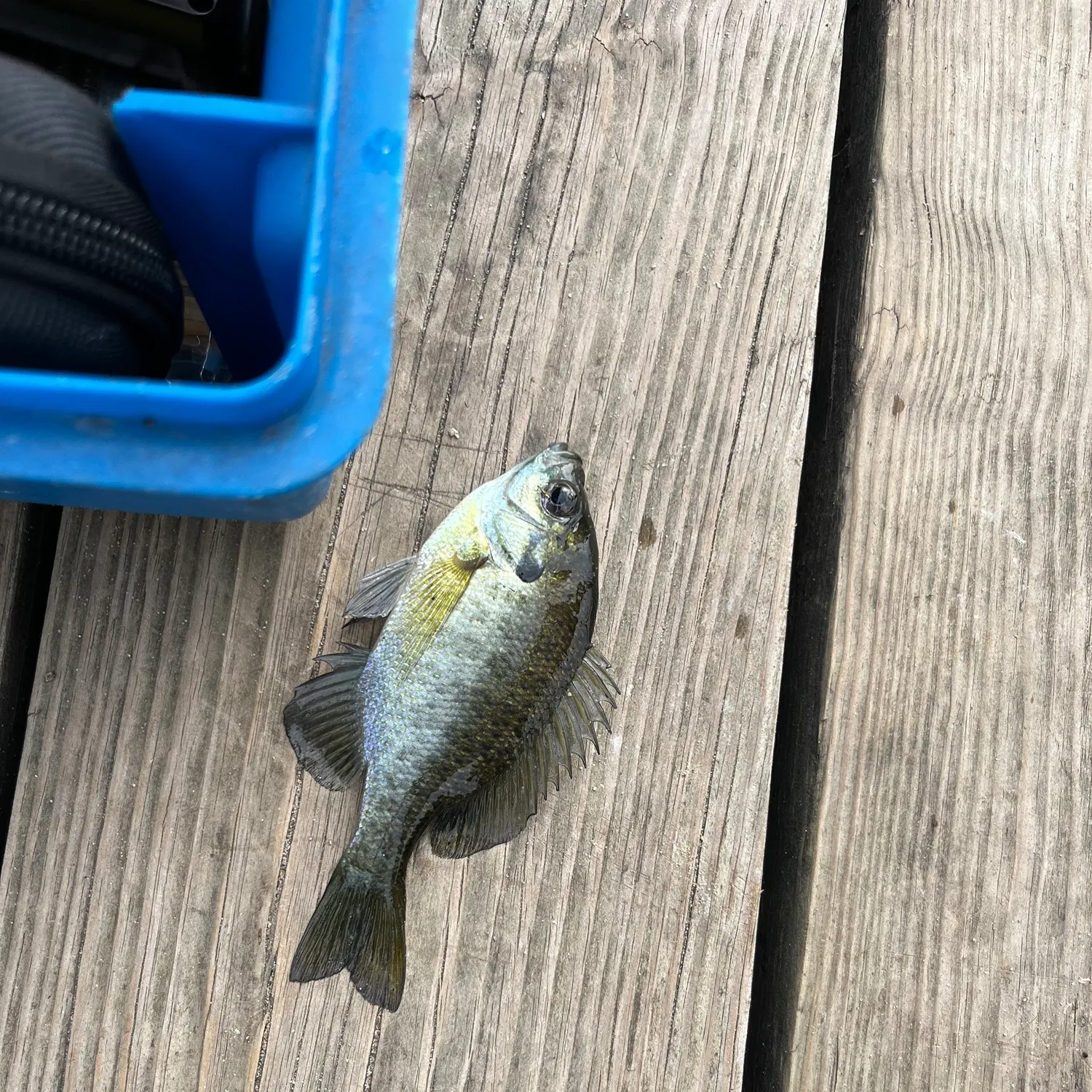 Bluegill caught on Fishbrain