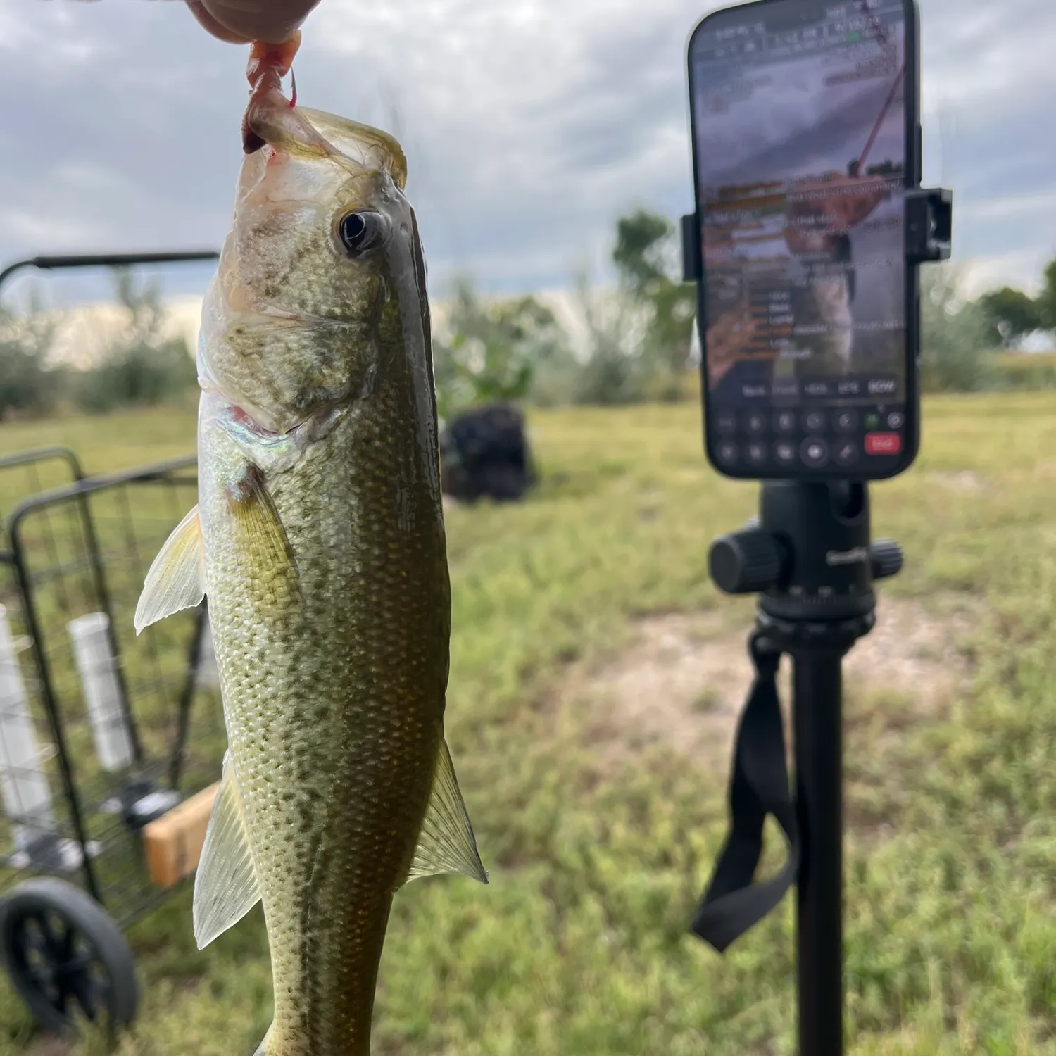 Largemouth bass caught on Fishbrain