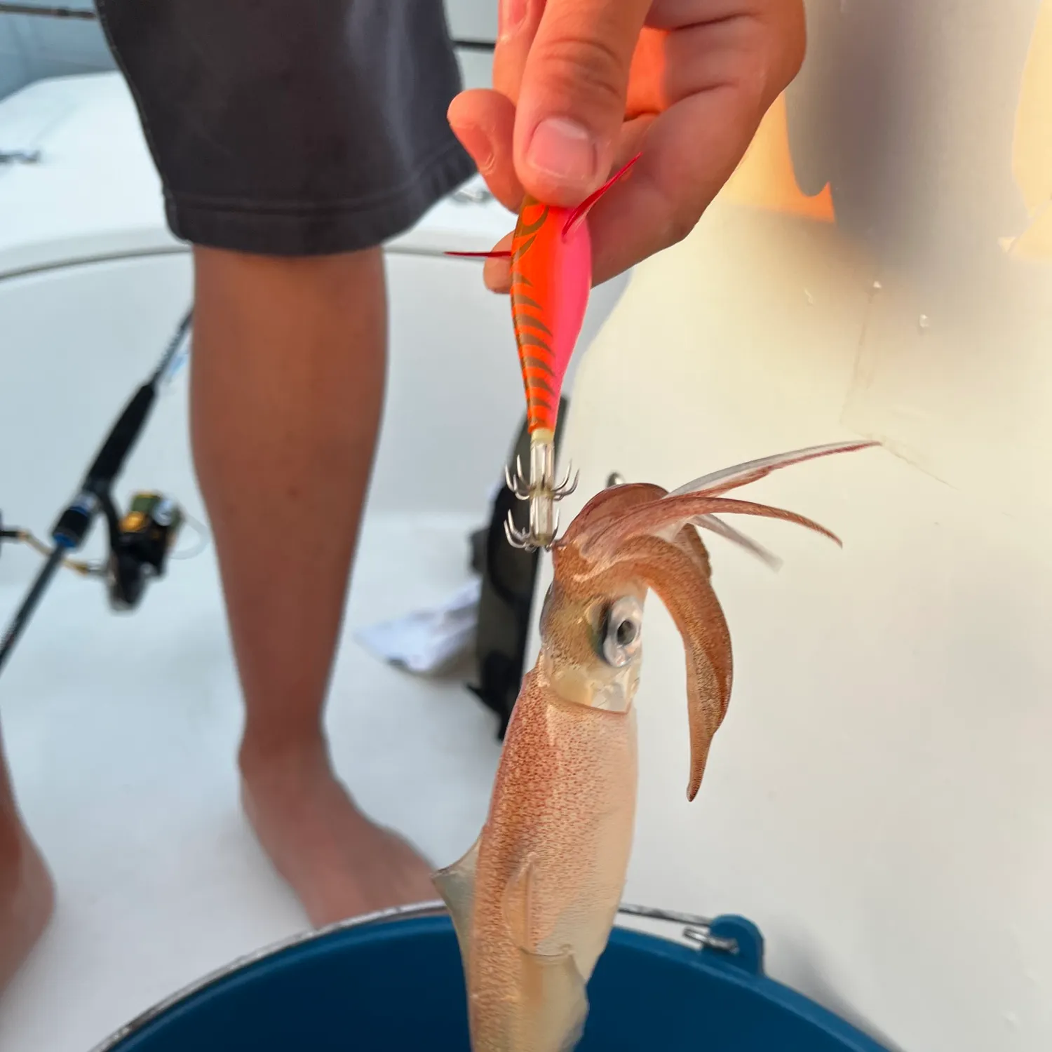 The most recent Bigfin reef squid catches on Fishbrain