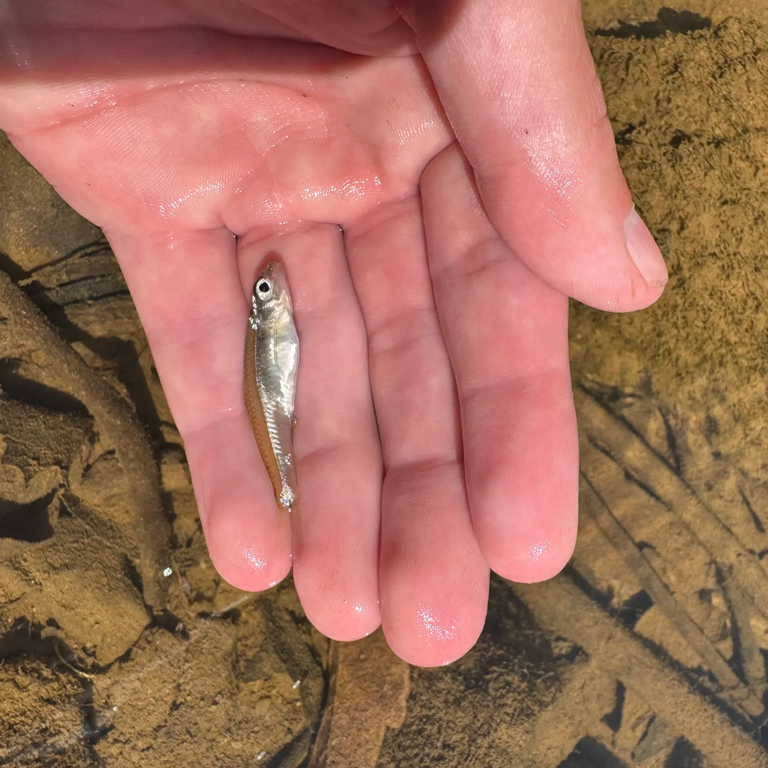 Sand shiner caught on Fishbrain