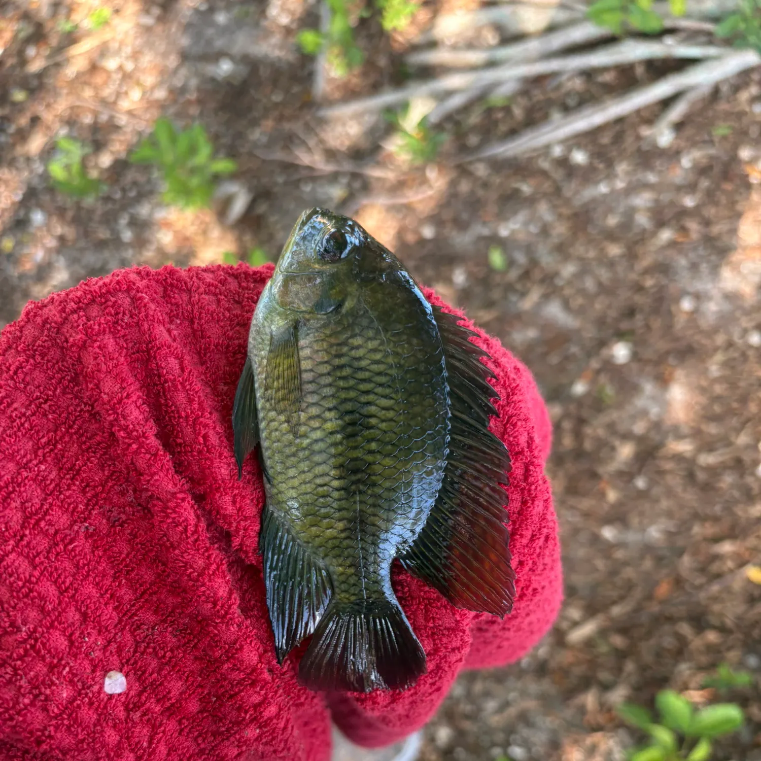 The most recent Spotted tilapia catches on Fishbrain