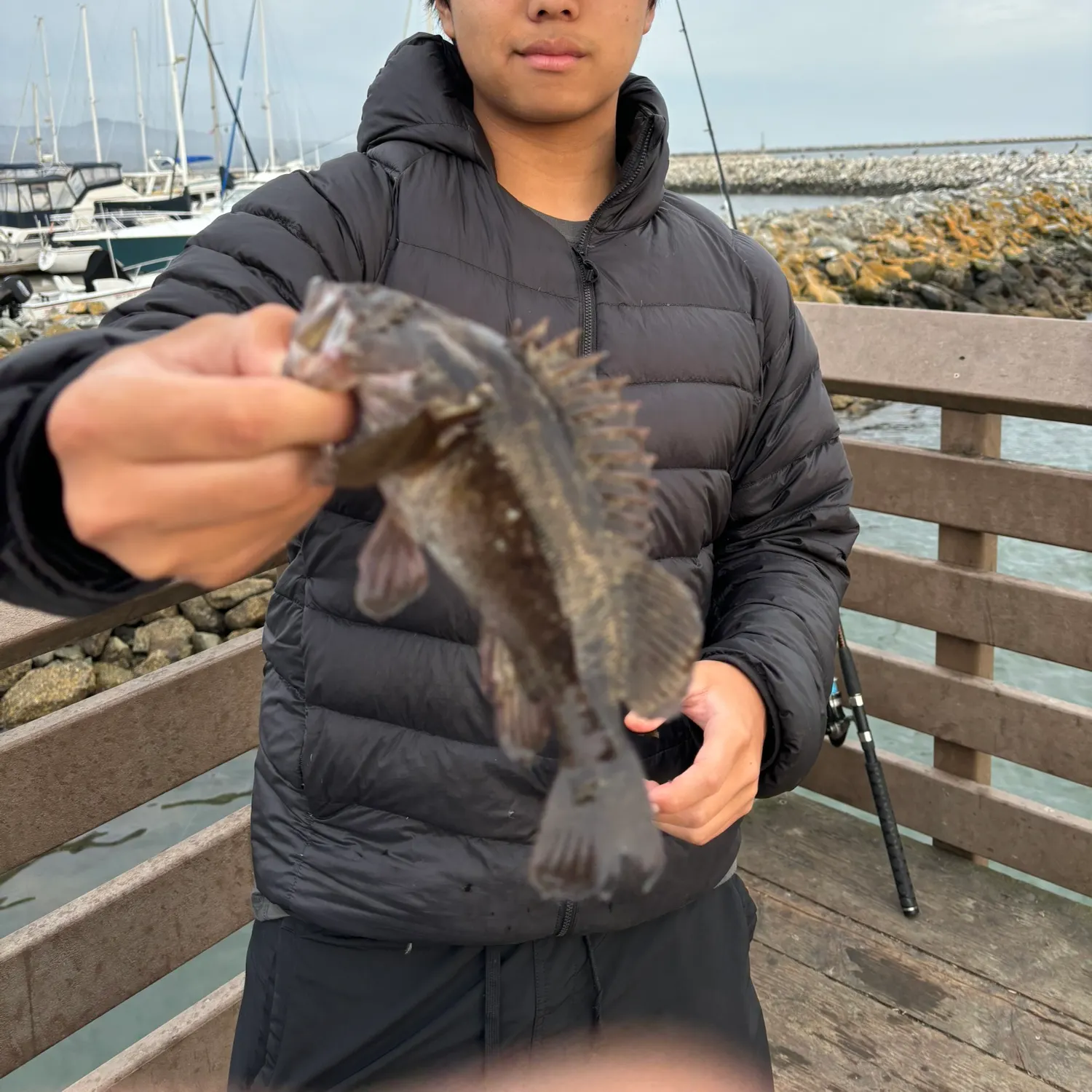 The most recent Grass rockfish catches on Fishbrain