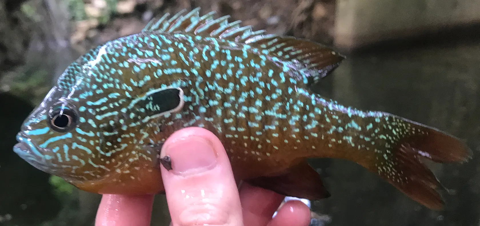 Swampland longear sunfish