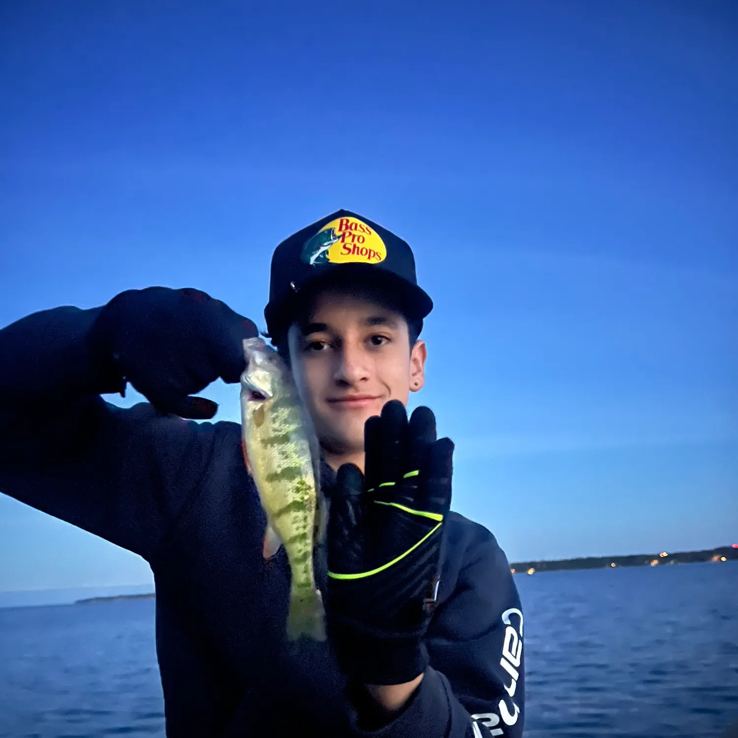 Yellow perch caught on Fishbrain
