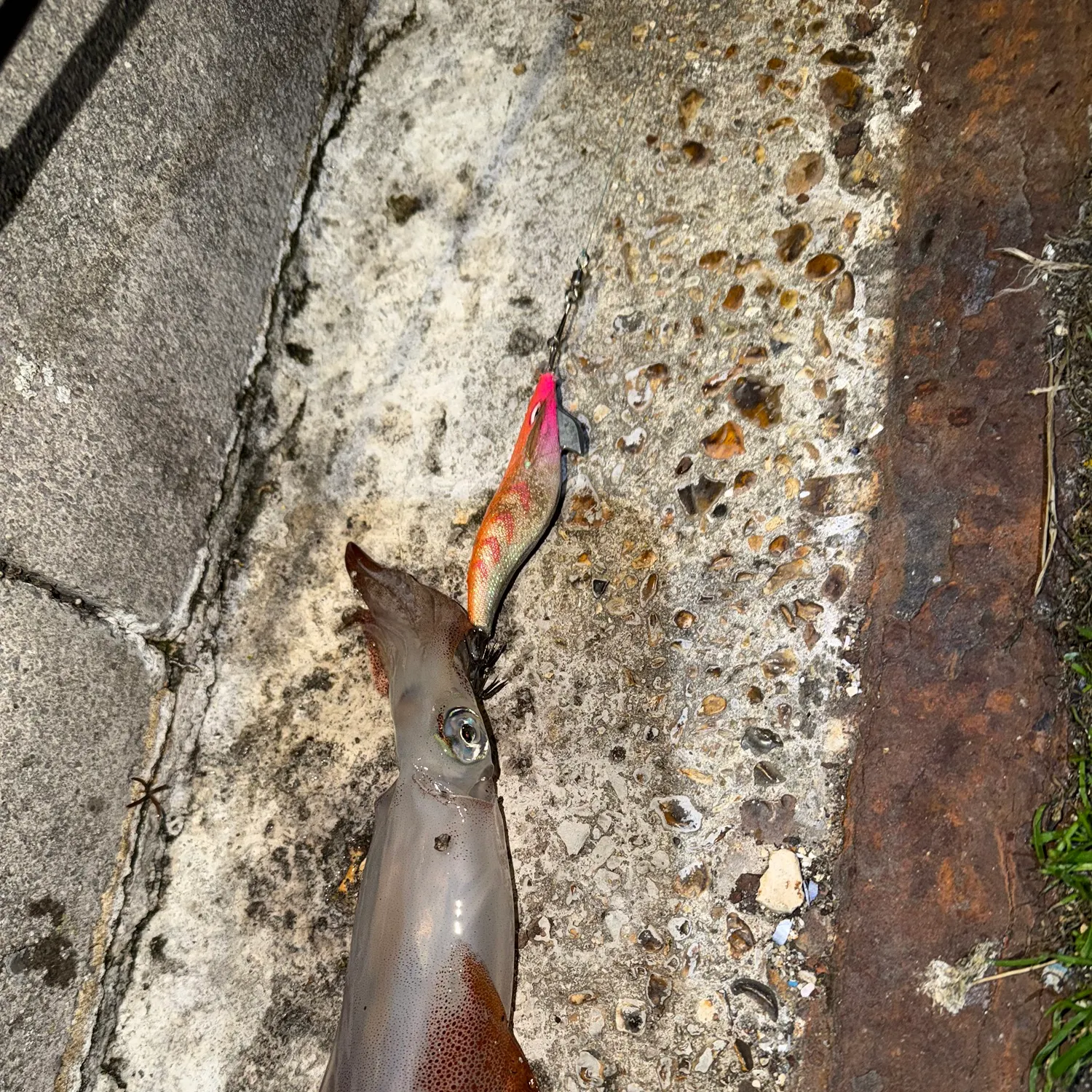Southern calamari caught on Fishbrain
