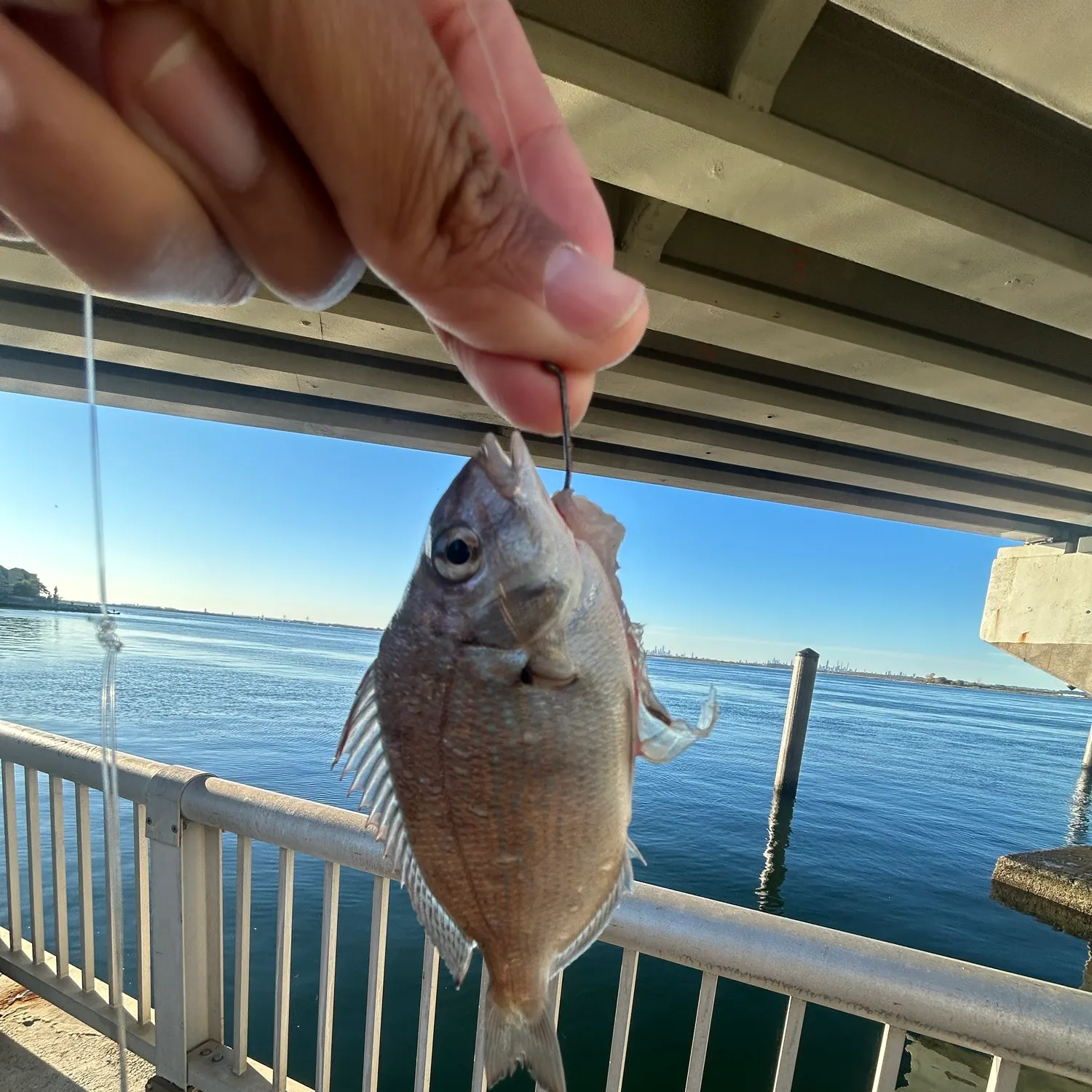Scup caught on Fishbrain
