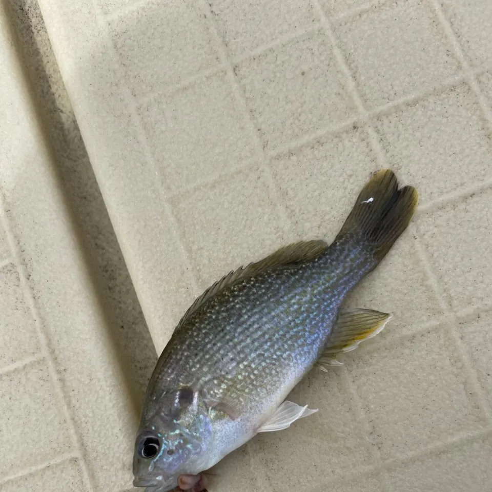 Greengill hybrid caught on Fishbrain