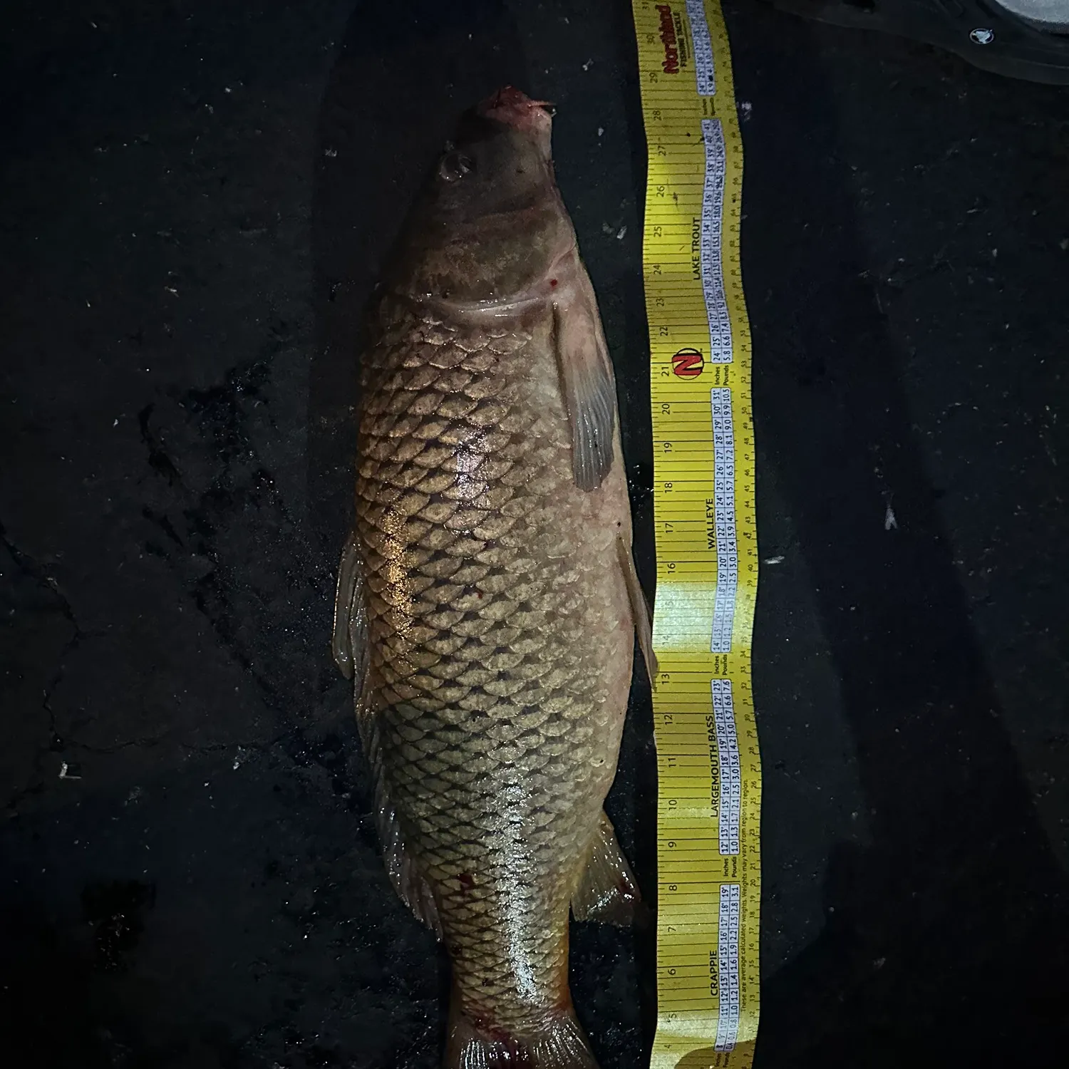 recently logged catches