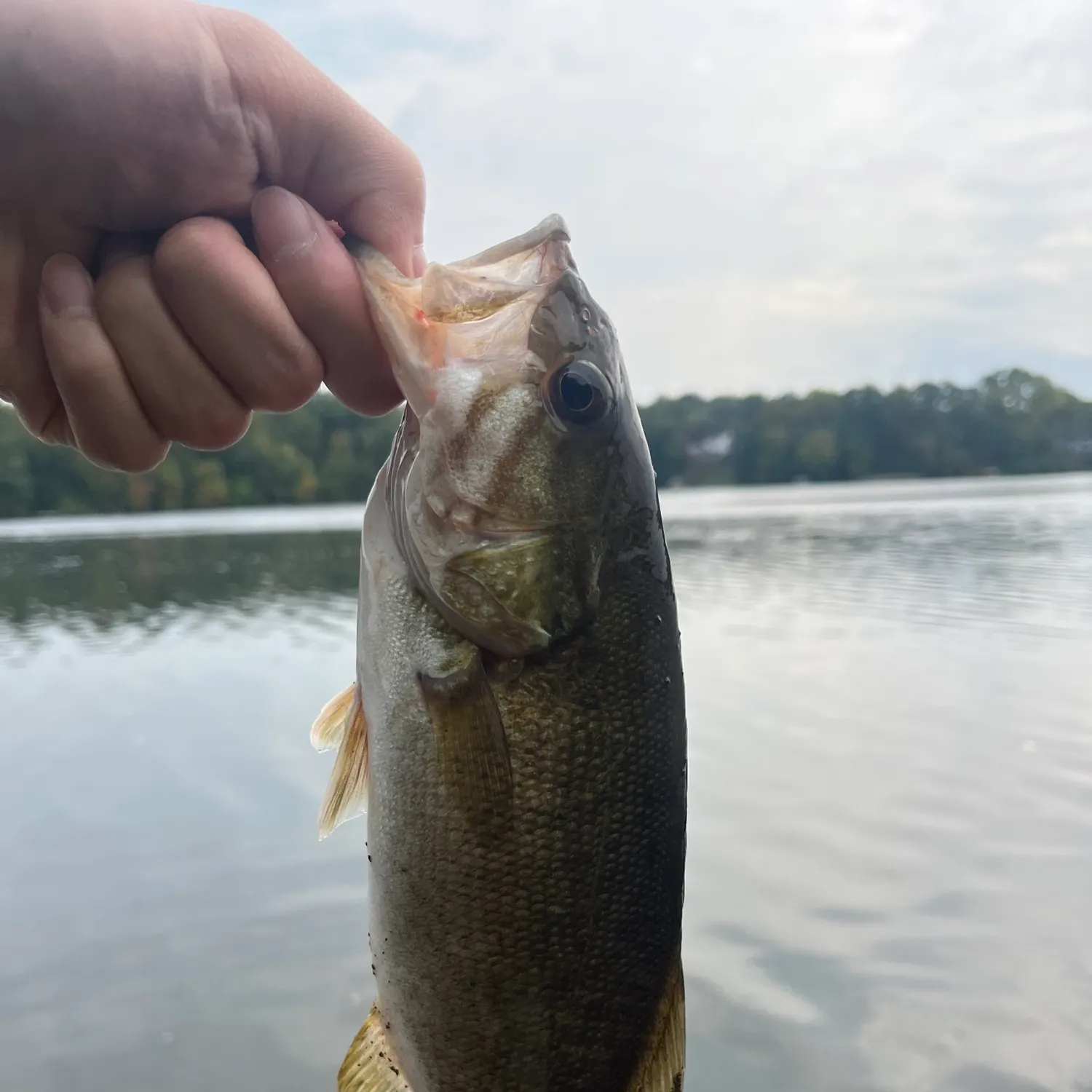Smallmouth bass caught on Fishbrain