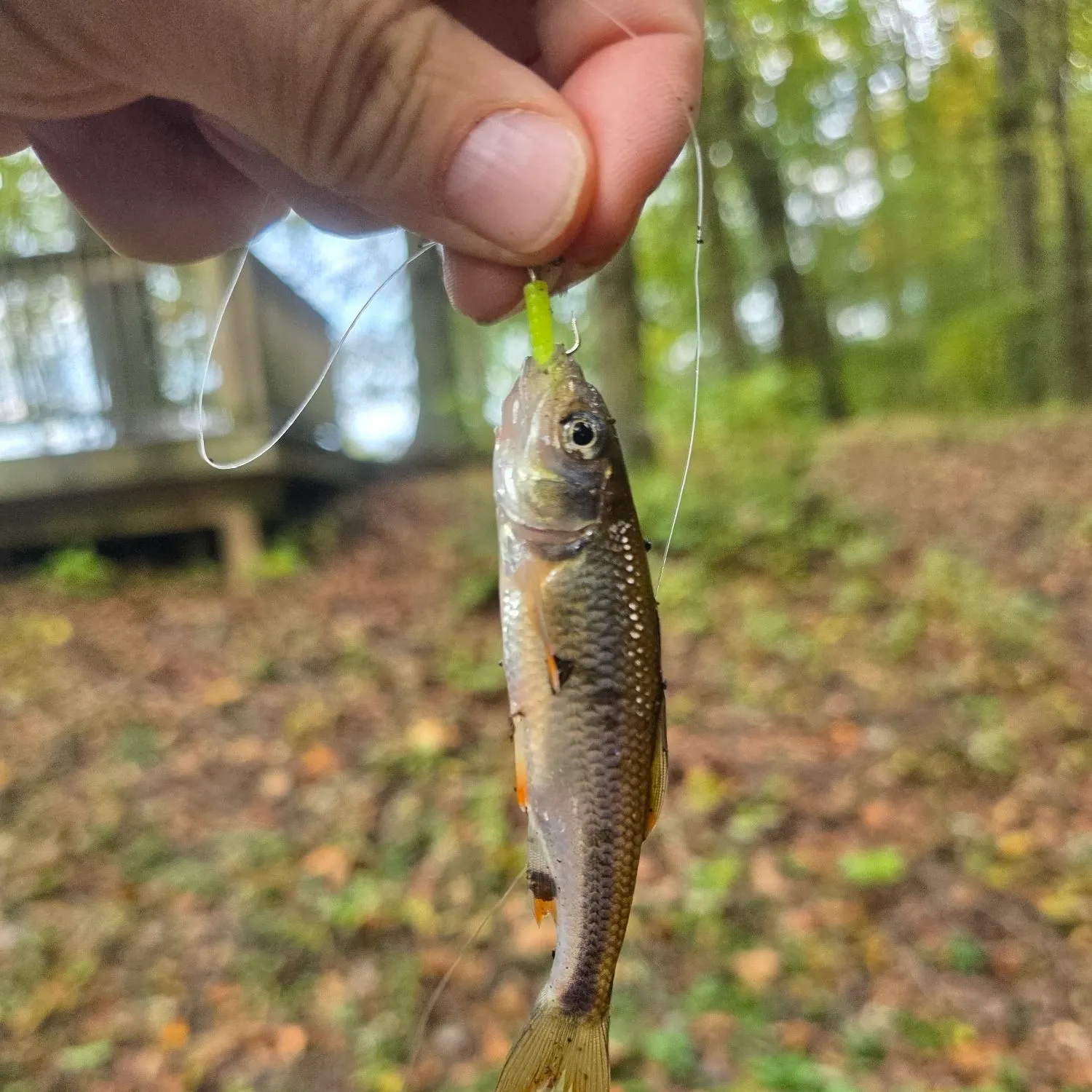 Hornyhead chub caught on Fishbrain