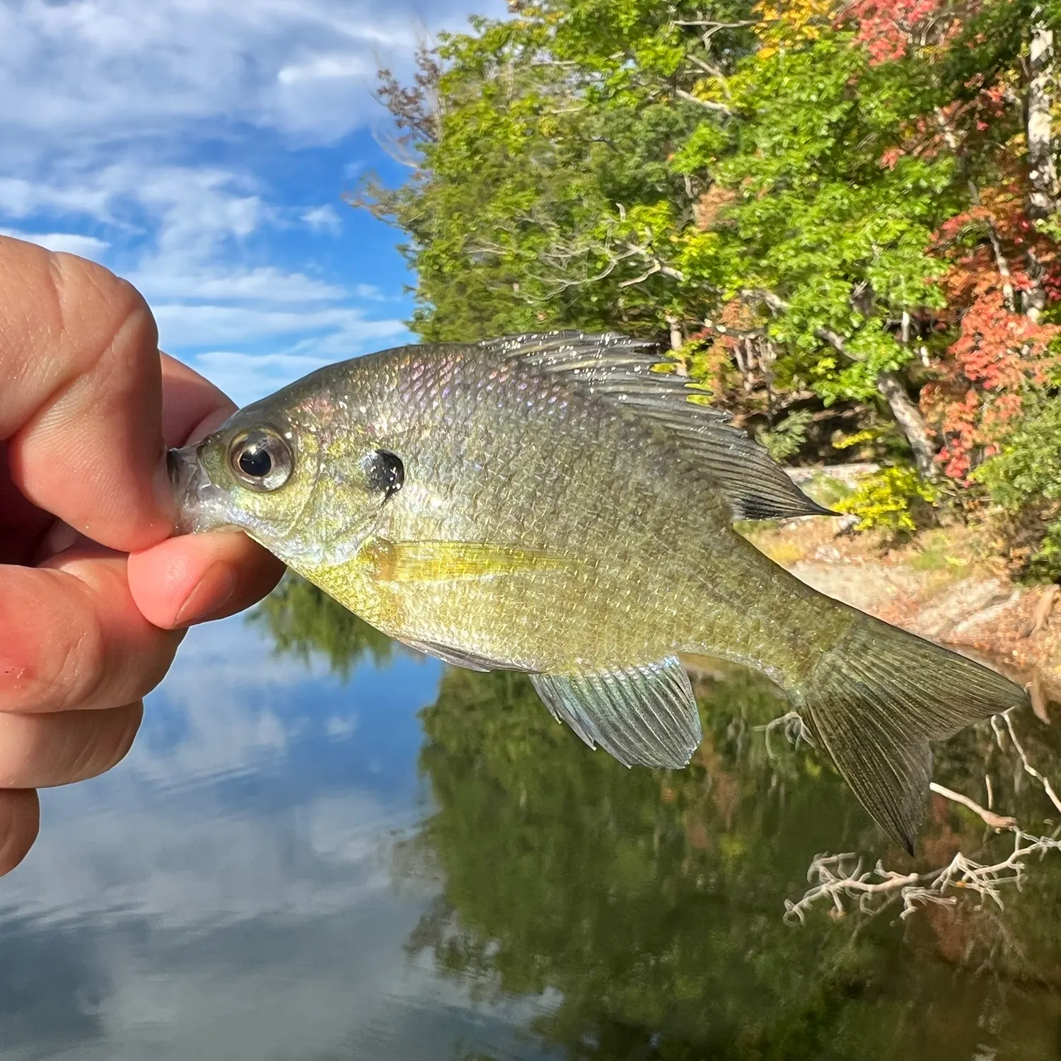Bluegill caught on Fishbrain