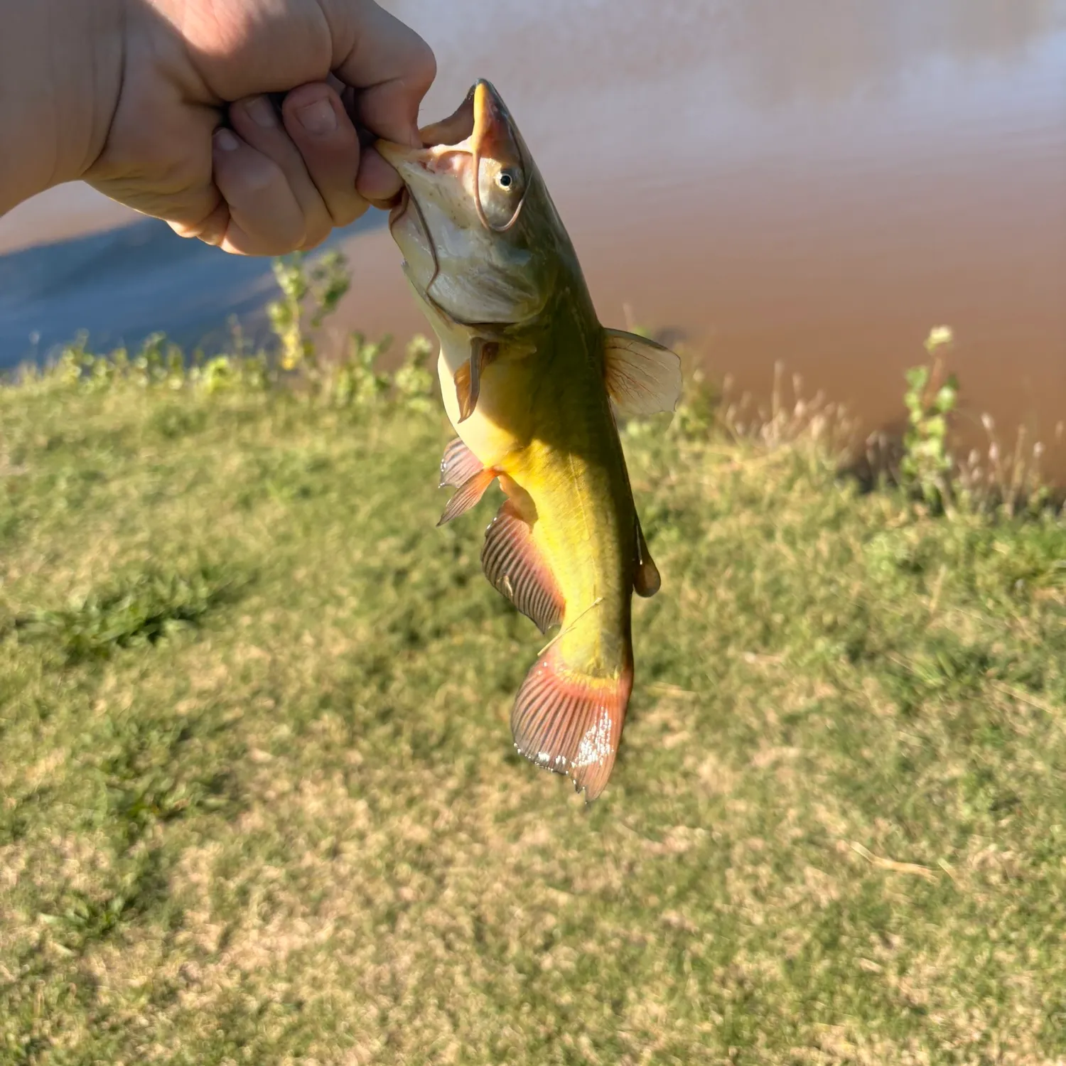 Yellow bullhead caught on Fishbrain