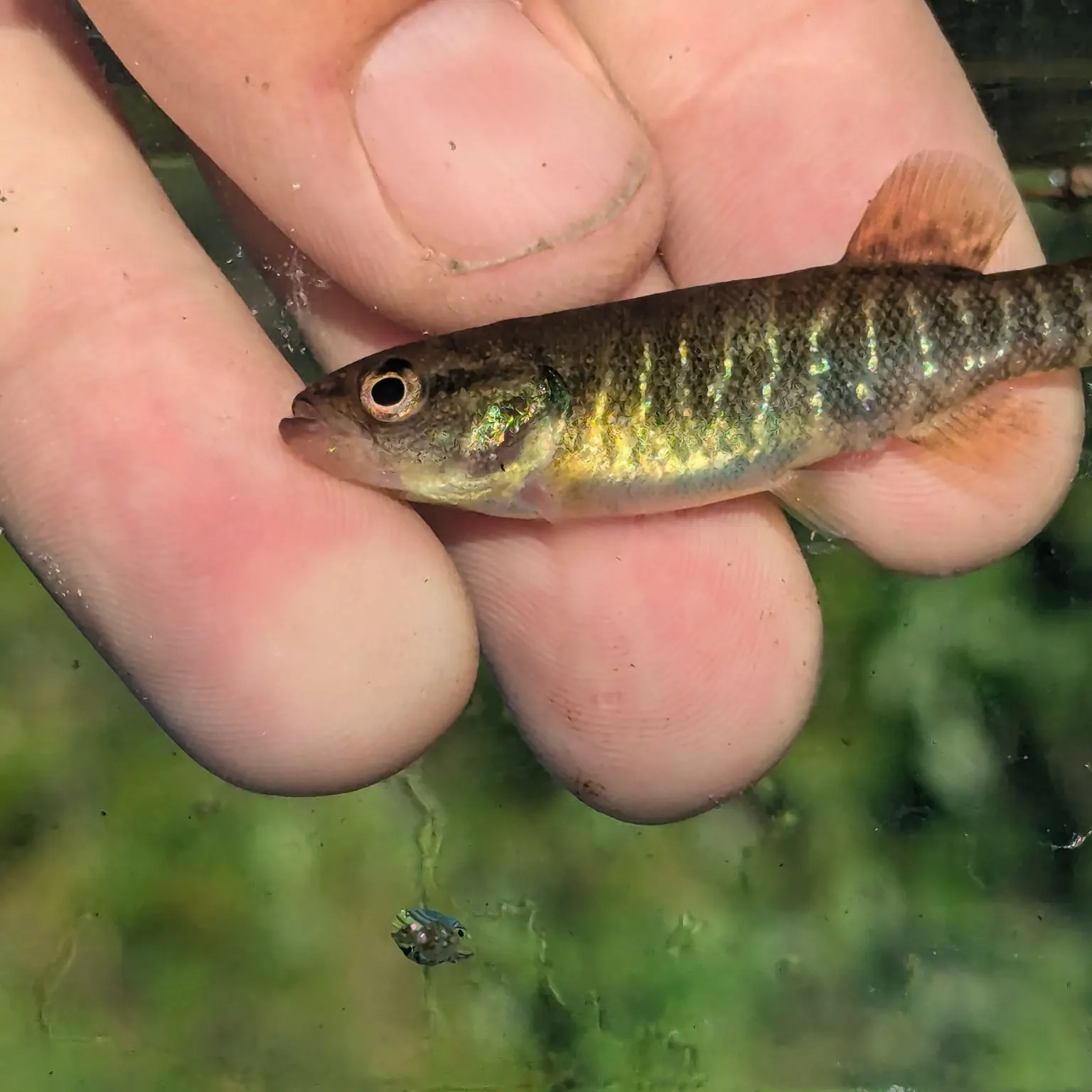 The most recent Olympic mudminnow catches on Fishbrain