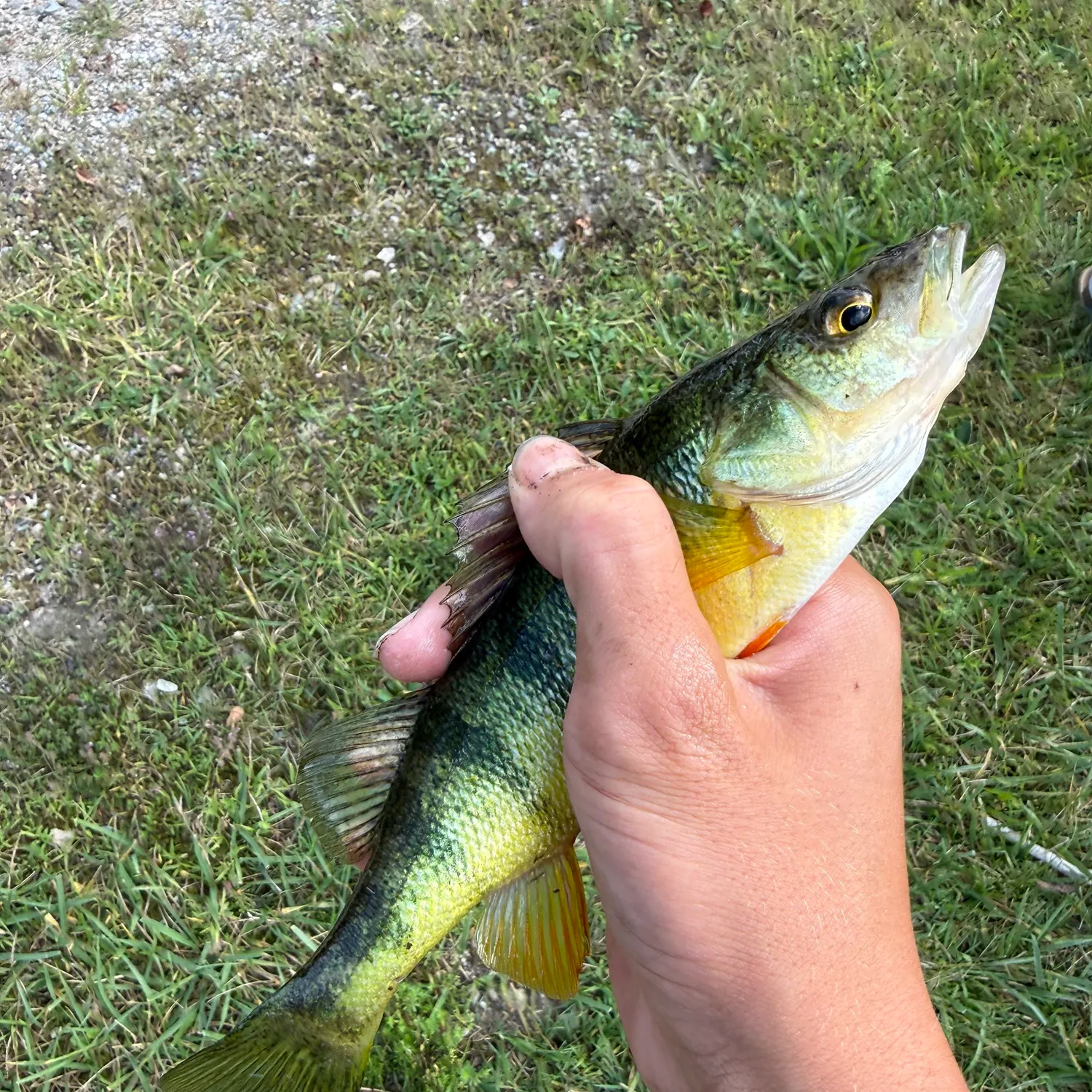 Yellow perch caught on Fishbrain