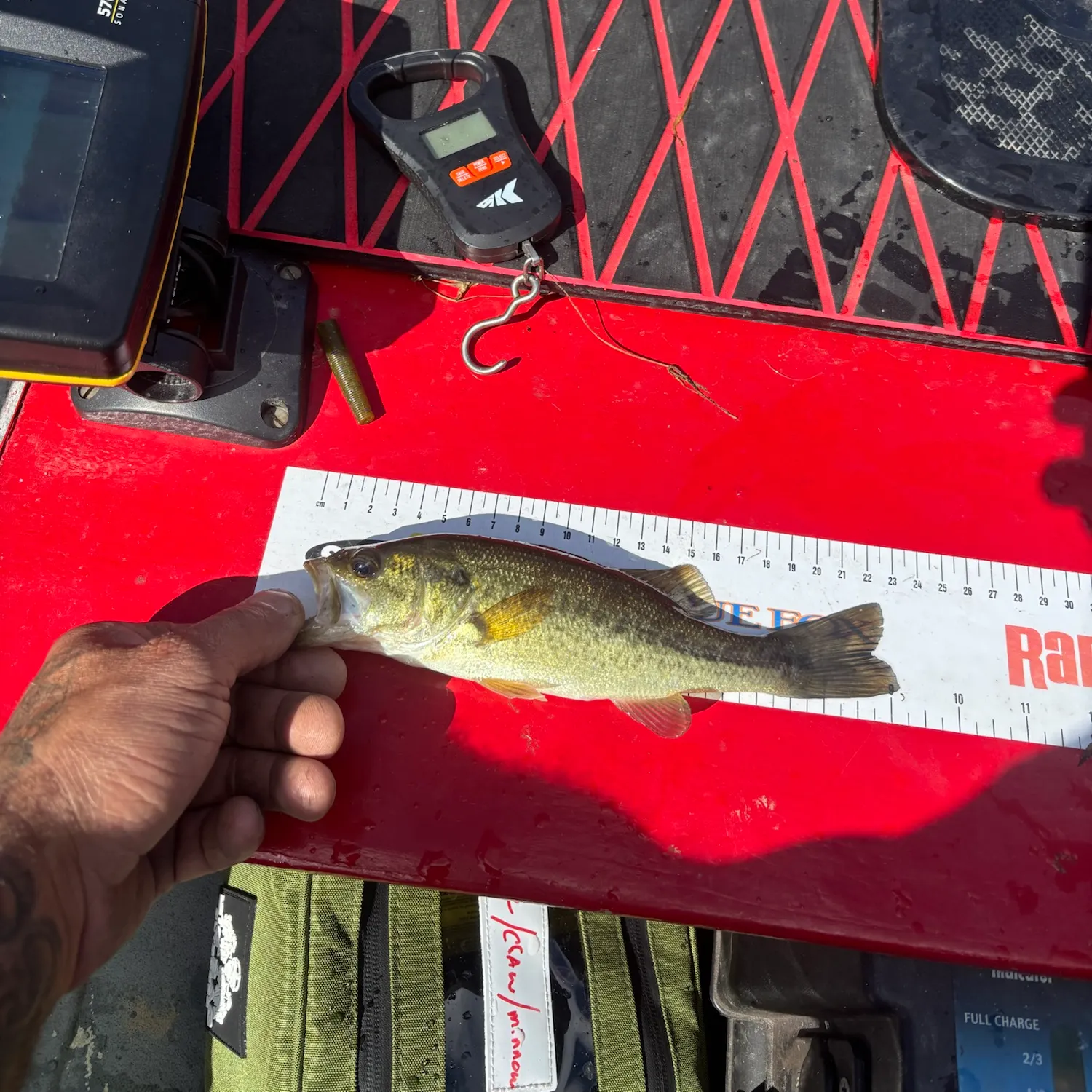Largemouth bass caught on Fishbrain