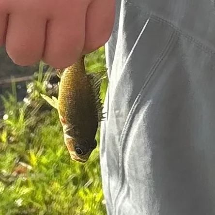 Green sunfish caught on Fishbrain