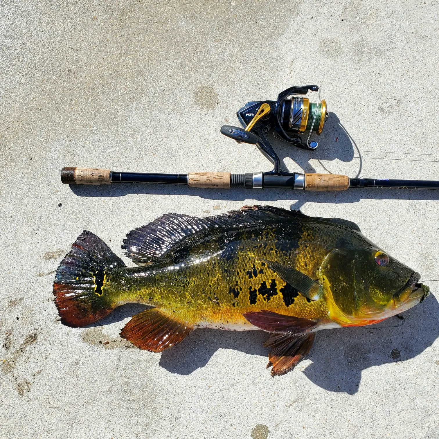 recently logged catches