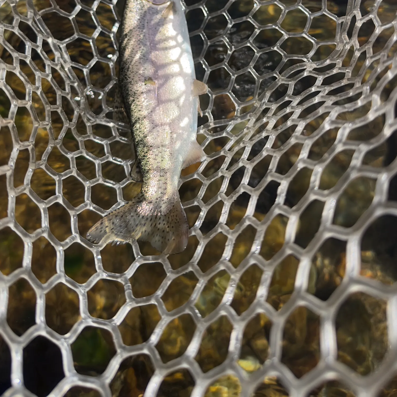 The most recent Kern River Rainbow Trout catches on Fishbrain