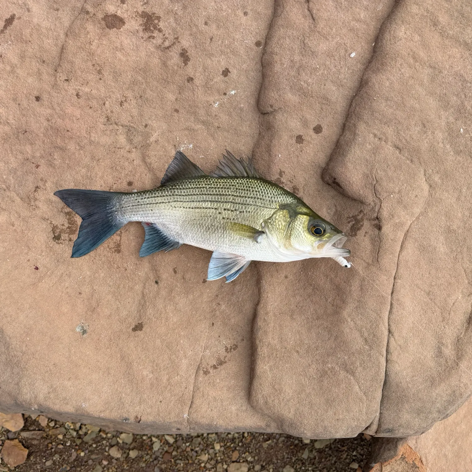 White bass caught on Fishbrain