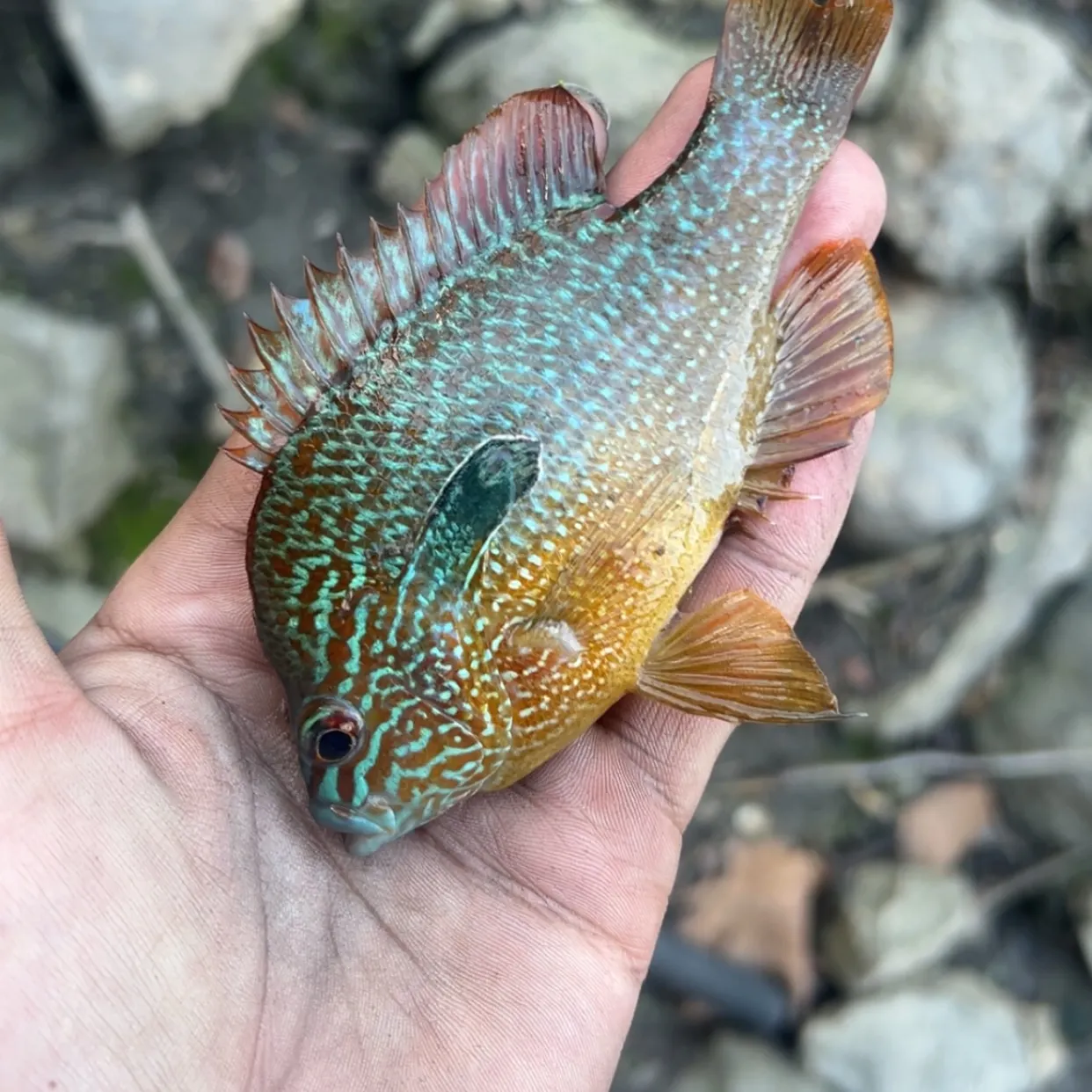 Longear sunfish caught on Fishbrain