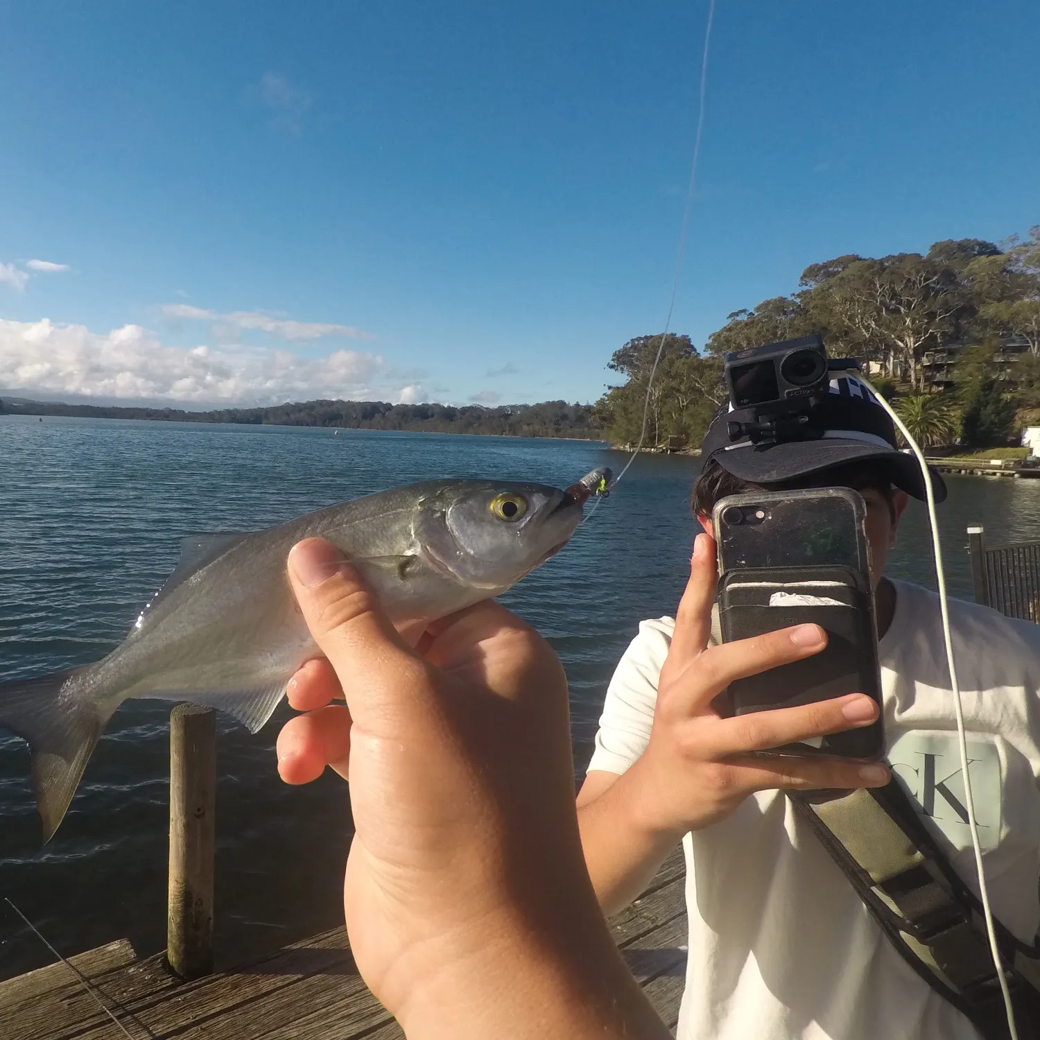 Bluefish caught on Fishbrain