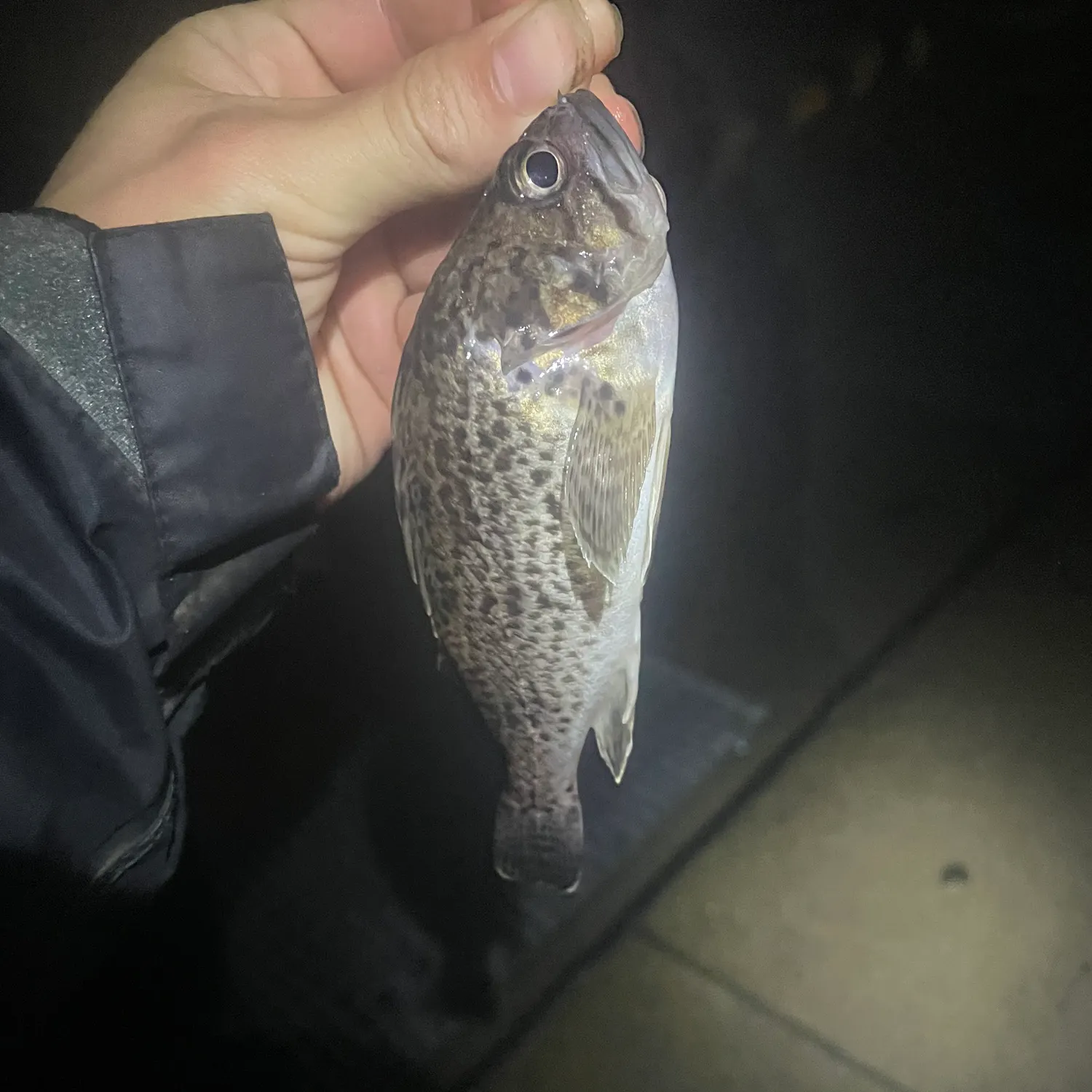 The most recent Japanese white seaperch catches on Fishbrain