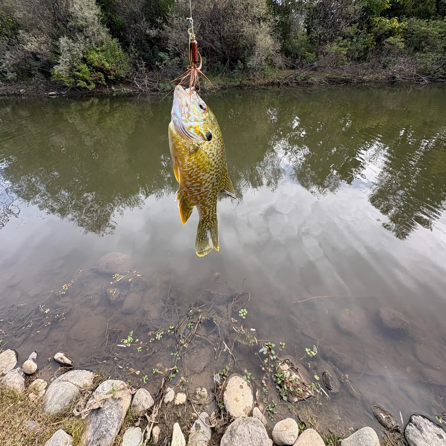 Green sunfish caught on Fishbrain