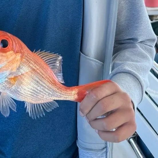 The most recent Malabar blood snapper catches on Fishbrain