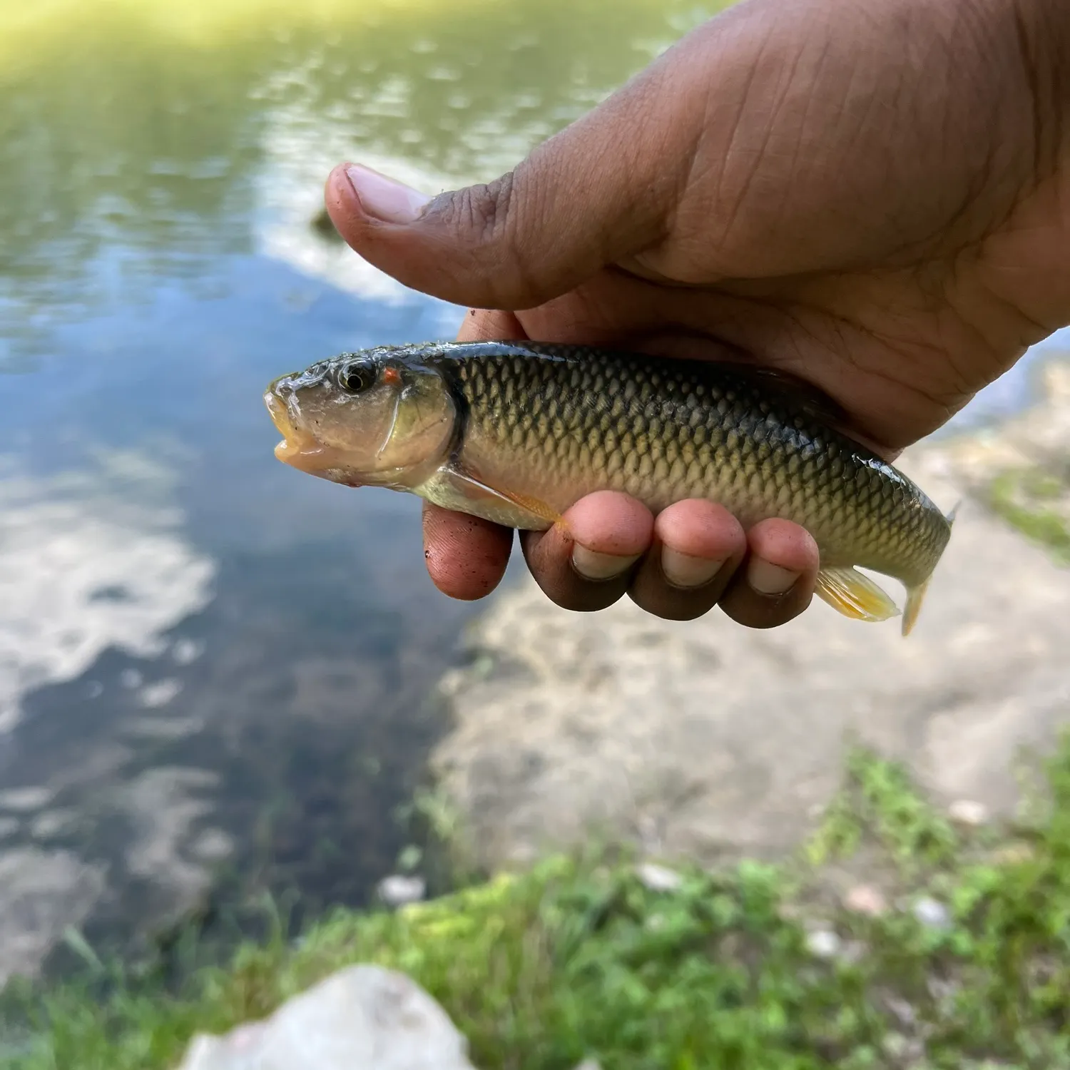The most recent Hornyhead chub catches on Fishbrain