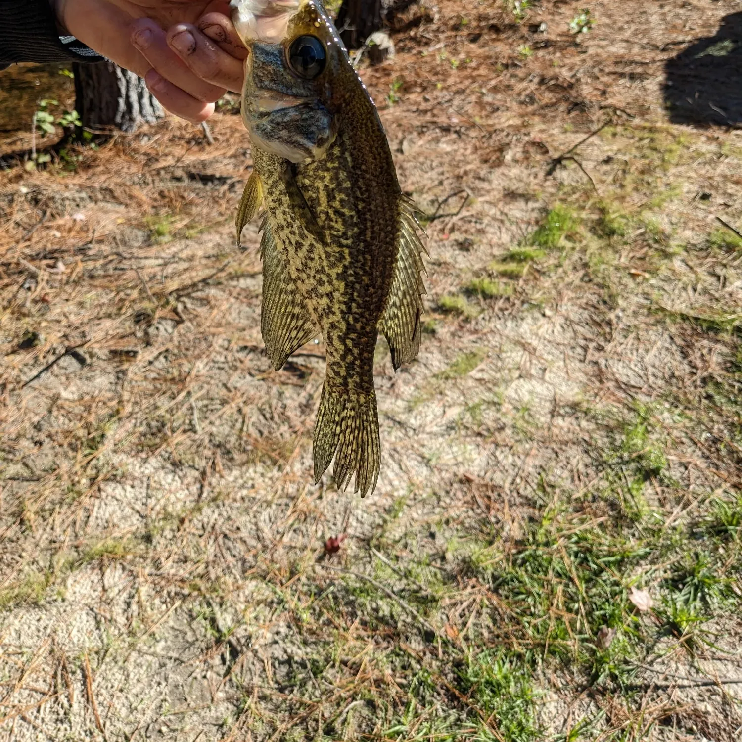 Black crappie caught on Fishbrain