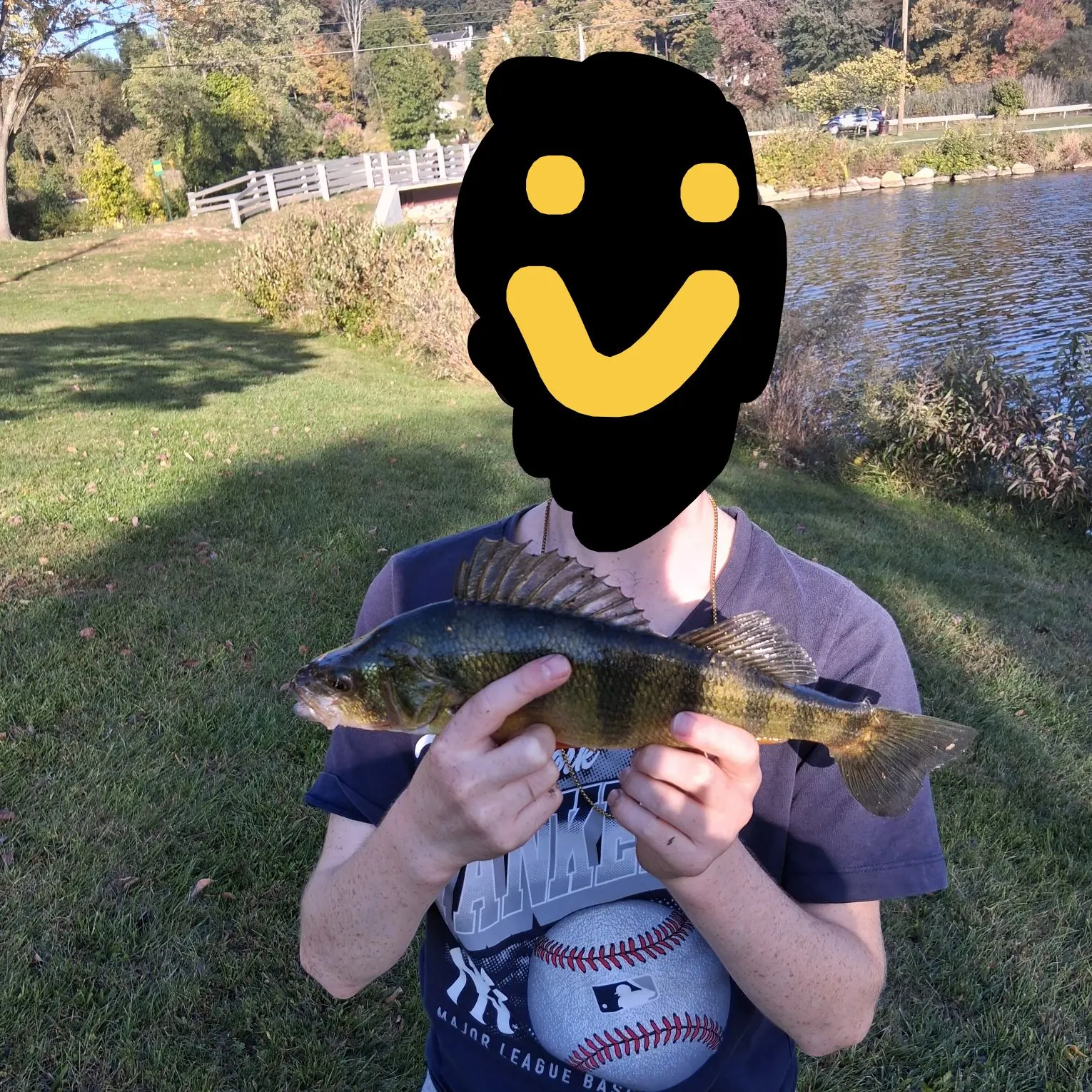Yellow perch caught on Fishbrain