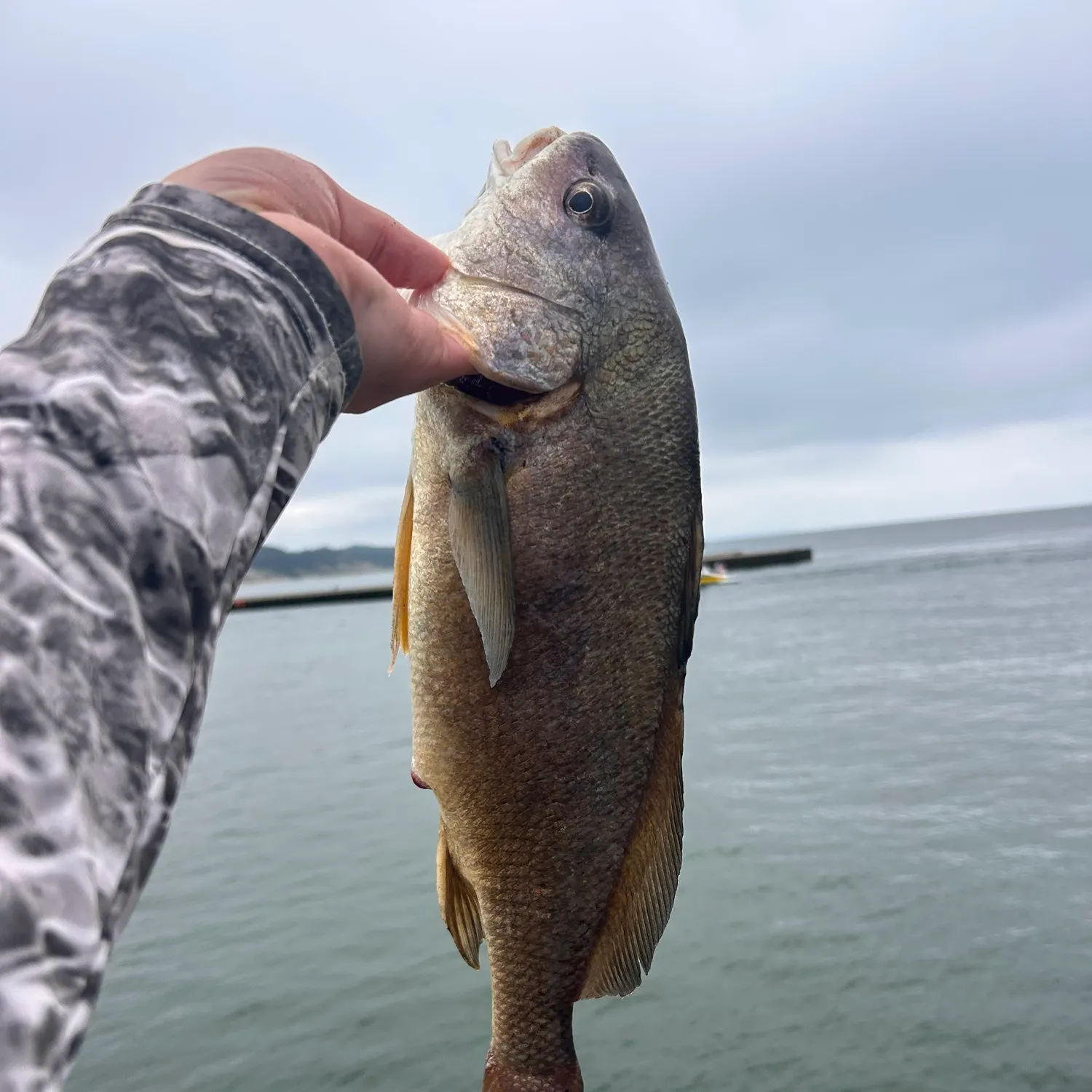 Freshwater drum caught on Fishbrain