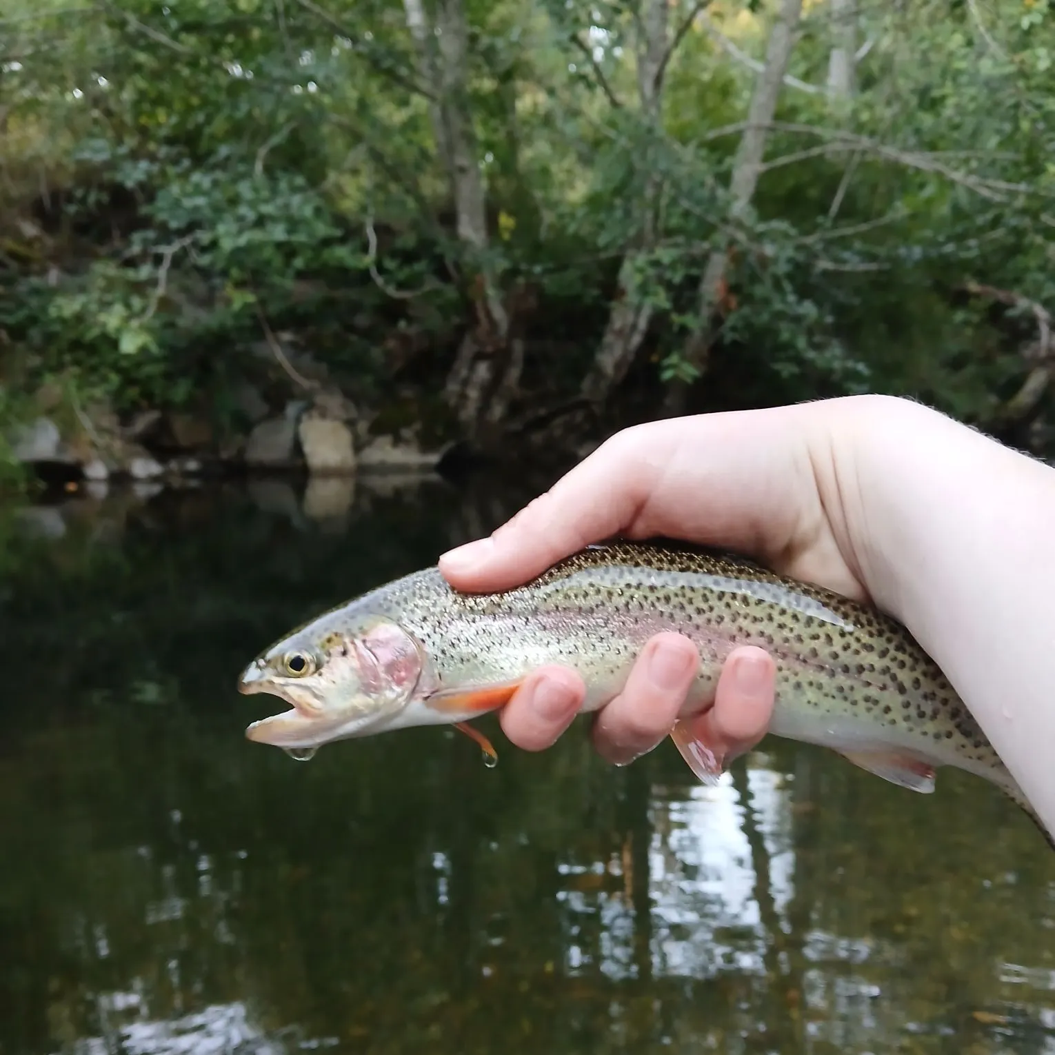 Rainbow trout caught on Fishbrain