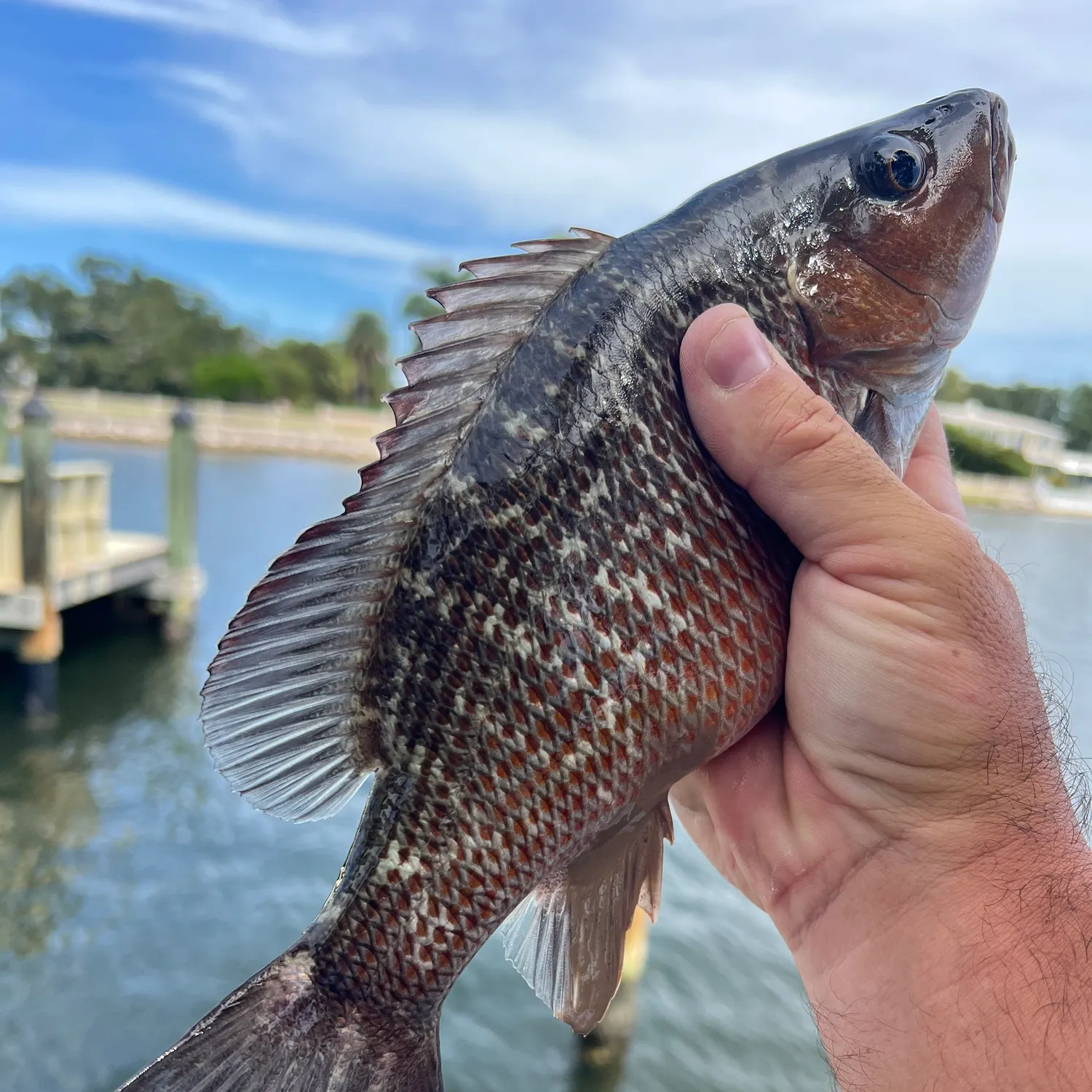 Mangrove snapper caught on Fishbrain