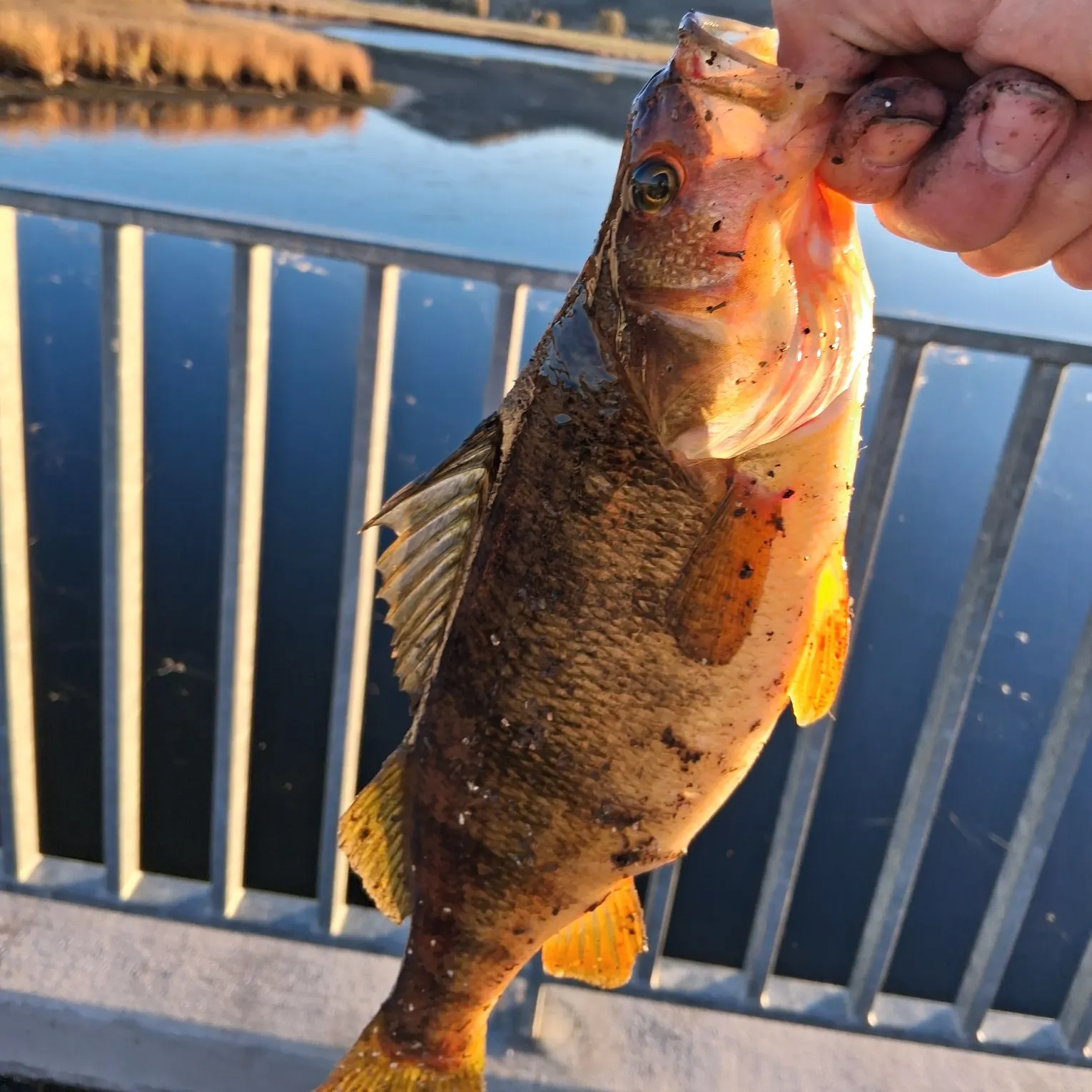 Yellow perch caught on Fishbrain