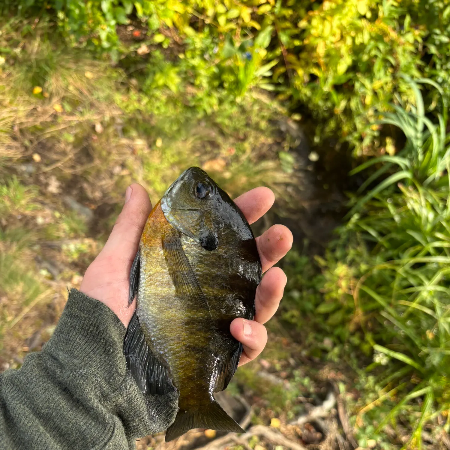Bluegill caught on Fishbrain