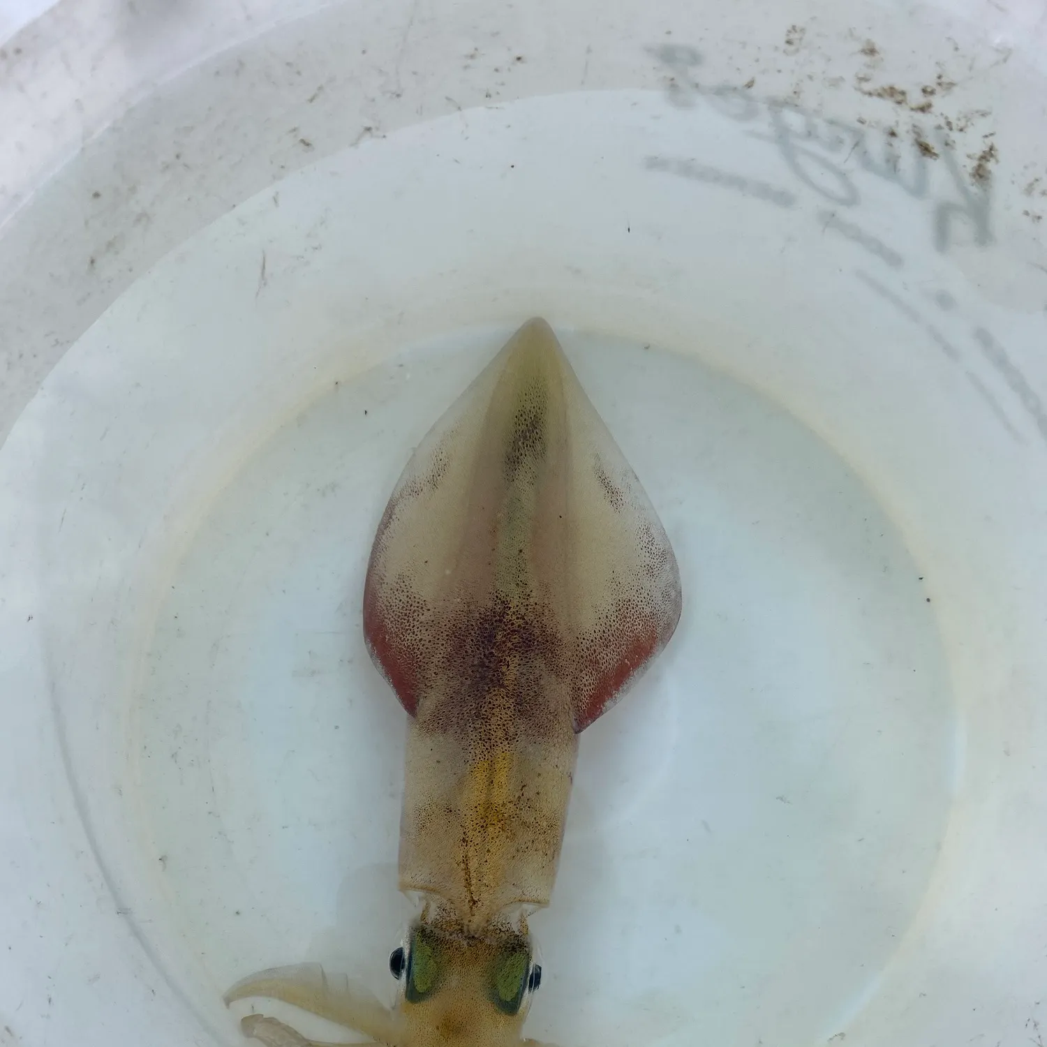 The most recent European flying squid catches on Fishbrain